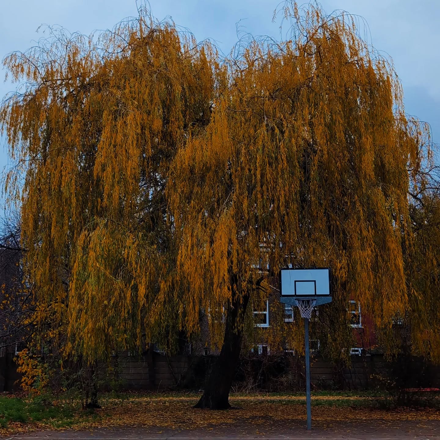 The local 🏀