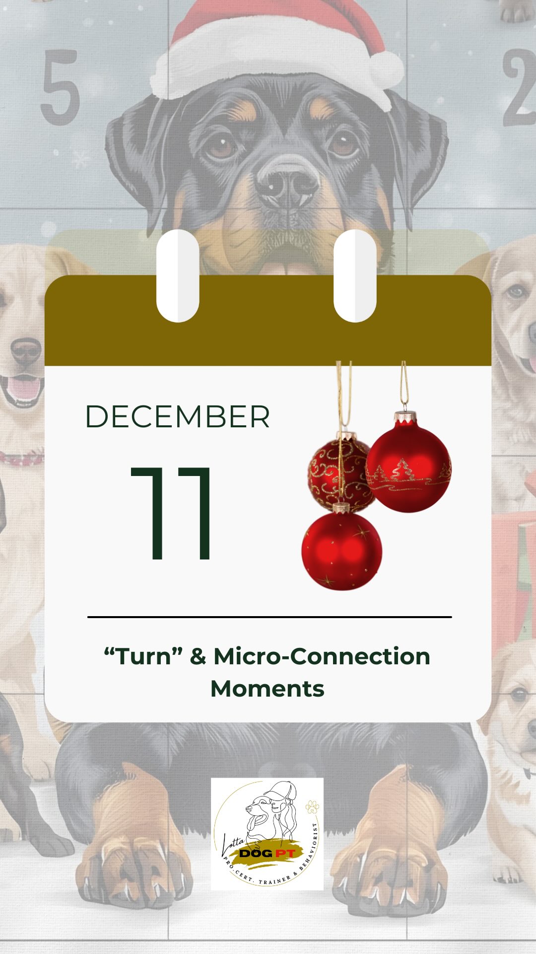 🎄 DAY 11- “Turn” & small connection moments on the walk
Today’s clip is from our morning walk.
When we’re in the forest, Ecco often gets to “go free” and read the dog newspaper, behind, beside or ahead of me, as long as he doesn’t pull on the leash.
Between those moments, we add short sessions of focus and loose heelwork.
✨ Why I use the cue “turn”
I use “turn” when I want Ecco to:
→ change direction
→ come back toward me
→ without overusing his recall word.
Why not just use his name or “come”?
• His name + “come” works more like an attention interrupter and it’s easy to use these words too much.
• His recall cue is reserved for when I truly mean:
👉 stop what you’re doing and come NOW.
If I use the recall word all the time, it becomes watered down and it also becomes easy for the dog to self-reward if the recall isn’t 100% solid yet.
That means the dog can choose not to come and still continue doing something rewarding.
That’s why “turn” is the perfect everyday cue to bring the dog with you without damaging your recall.
✨ How to teach “turn” (start indoors)
1️⃣ Have your dog in front of you.
2️⃣ When your dog offers eye contact → place a treat on the floor.
3️⃣ While the dog eats, step behind the dog.
4️⃣ When the dog turns back toward you and makes eye contact → place another treat and move behind again.
When this is working, you can develop the exercise by:
• tossing the treat a bit farther
• standing further behind as your dog seeks you with their eyes
It becomes a playful and natural “come back to me” behaviour without needing to say much at all.
✨ Another easy walk activity: loose heelwork
We also add short moments of heelwork — no need for eye contact.
The goal is simply to walk calmly by my side.
Walk tips:
• use trees, posts or rocks as landmarks
• vary the distances
• always end with a clear release cue (mine is “go ahead”)
🌟 Small exercises, big joy, every day together. Hope to see you tomorrow ❣️🐾
#dogtraining
#dogwalk
#doglife
#looseleashwalking
#forestwalks
#dailydogtraining
#rottweiler_world
#turncue
#lottadogpt
#rottweilerlife
#rottweilermom