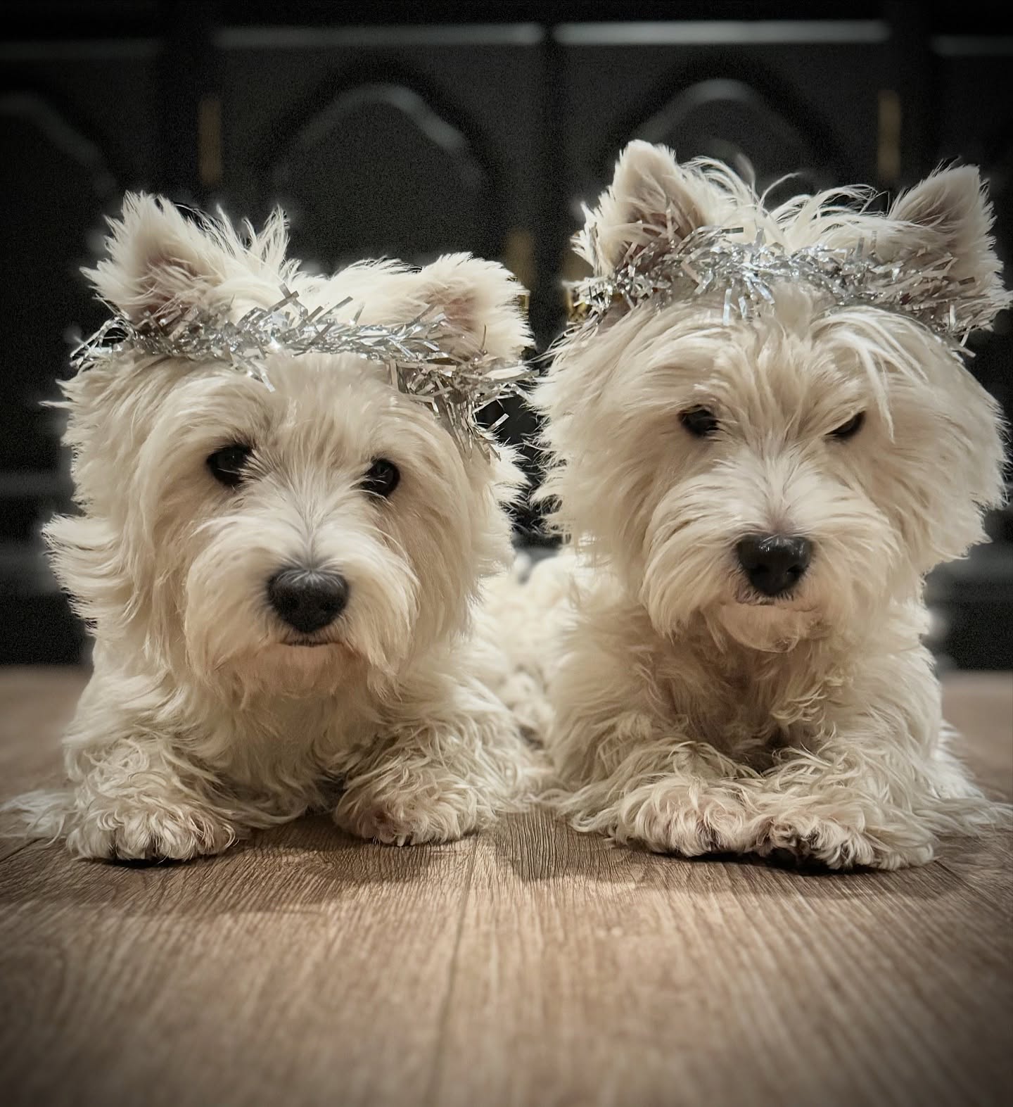 Jag och flickorna önskar er en fin Luciakväll✨
#westie #westiesofinstagram #lucia #westhighlandterrier #westhiglandwhiteterrier #westiebestie