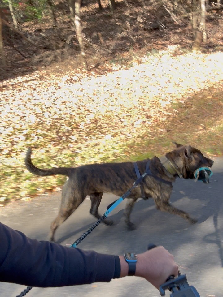 Took the dogs on a cool 8 mile bike ride today. 40 degrees and Nahla still had to get in the water 🤦🏽♂️. First time biking with both dogs, absolutely therapeutic!
#presacanario #bikingwithdogs