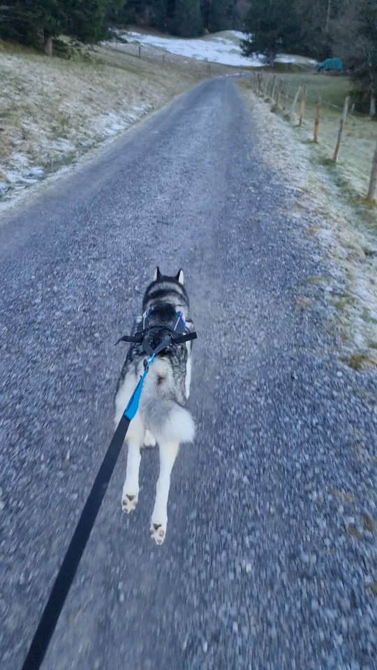 Schon einfach geil wenn die Signale sitzen 🥳
Du schaffst das auch! Meld dich bei mir und wir rocken es zusammen 🚀
•
•
•
#grripdogs #zughundetrainer #zughundesport #canicross #siberian #husky #signale #kommandos