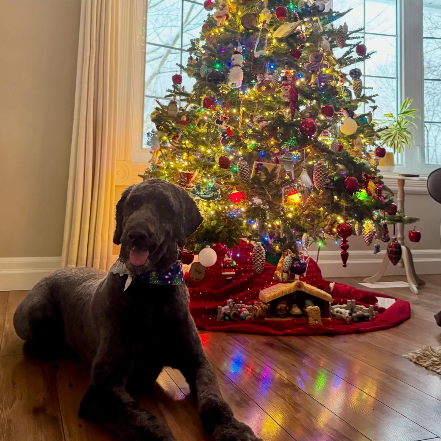 Remi is looking fantastic with his Christmas tree, all freshly groomed and ready for the Howlidays 🎄
#bythepondpetspa #doggroomers #doggroomerlife #doggroomersofig #smallbusinessowners #supportsmallbusiness #dogsofinstagram #northdumfriesontario #parisontario #womeninbusiness #dogsofinstagram #aplacetolovedogs #fortheloveofdogs #doggroomingofinstagram #paw #doggo #dogsofinstagramworld