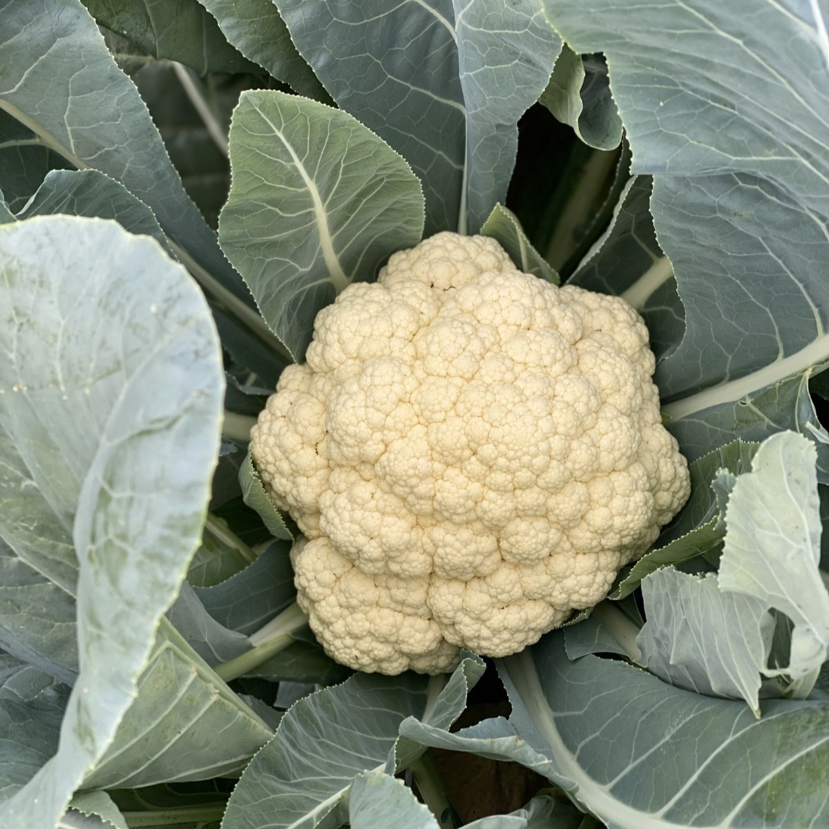 תוצרת בית 🌿