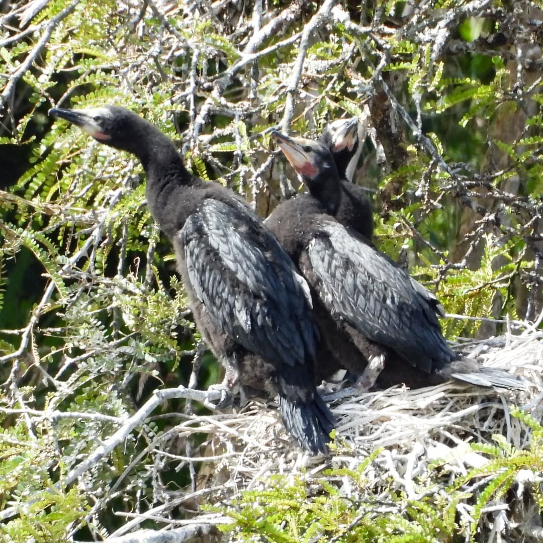 Our oddest looking Spring babies just about ready to fledge, the nesting season for Little Shags this year has been quite successful.
#karameashags #littleshag #kawau Karamea karameawild newzealand nzlife nzwildlife wildnz southisland nzsouth southislandnz westcoastnz nzwestcoast tewaipounamu paradise umere arapito littlewanganui birdsnz nzbirds wildsouth kohaihai oparara birdshots birdphotos wildlifenz Aotearoa nzfauna nzflora