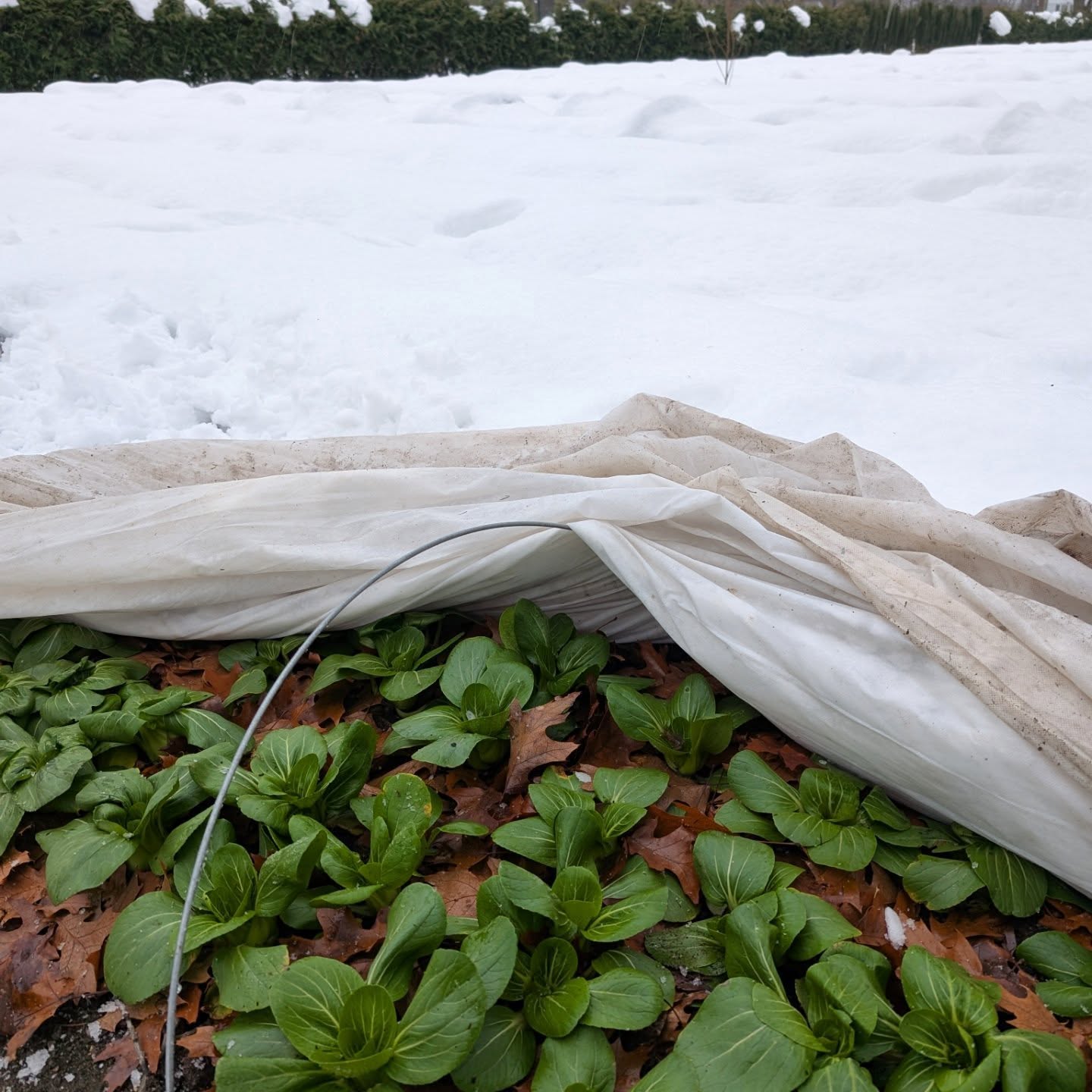 Miracles under the snow means today means fresh greens @kalamazoomarket tomorrow!!