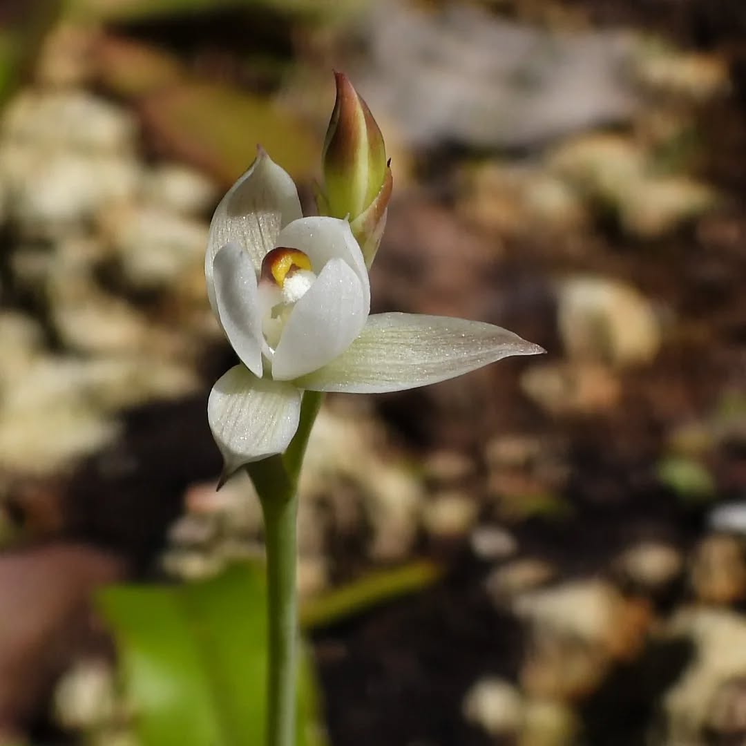 It is finally sunny enough for our first little Sun orchids.
#karameaorchids #sunorchids #Karamea karameawild newzealand nzlife nzwildlife wildnz southisland nzsouth southislandnz westcoastnz nzwestcoast tewaipounamu paradise umere arapito littlewanganui birdsnz nzbirds wildsouth kohaihai oparara birdshots birdphotos wildlifenz Aotearoa nzfauna nzflora