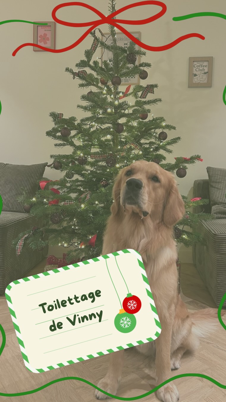 ✨J’ai eu le plaisir de toiletter Vinny la mascotte du Vinny’s café à Saintes !! ☕️
N’hésitez pas à me contacter si vous aussi vous voulez avoir un chien tout beau tout propre pour les fêtes ! 🎄
Merci au @vinnyscafesaintes pour leur confiance 🫶🏻
🐾 Toilettage à domicile sur Saintes et ses alentours (infos en bio)
#toilettagedomicile #toilettage #dogslife