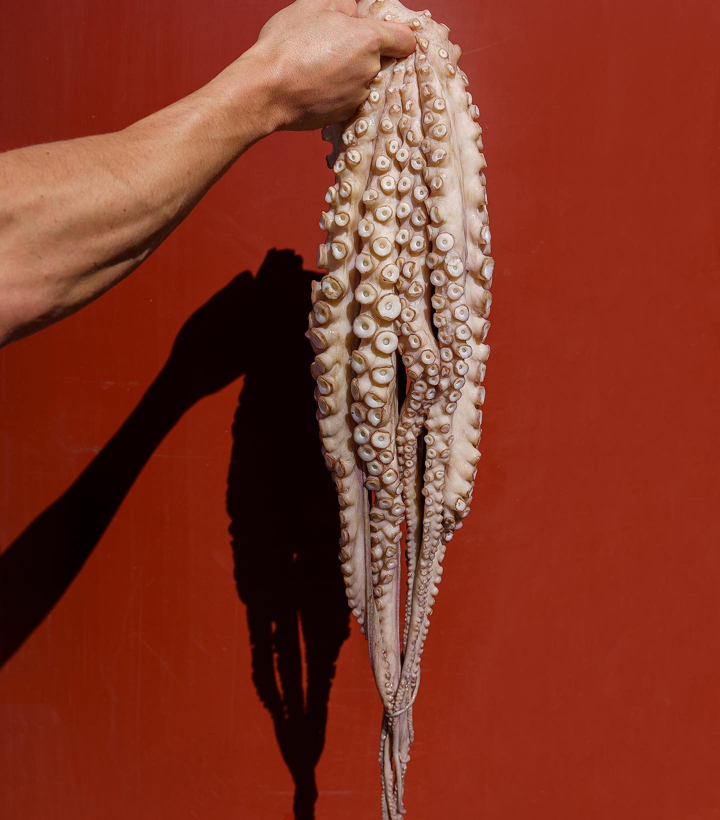 South Australian Octopus. Usually caught as bycatch whilst targeting Rock Lobsters. Fishing techniques have low impact to sea floor habitat, a great choice for the bbq. 👌 #seafood #fishmonger