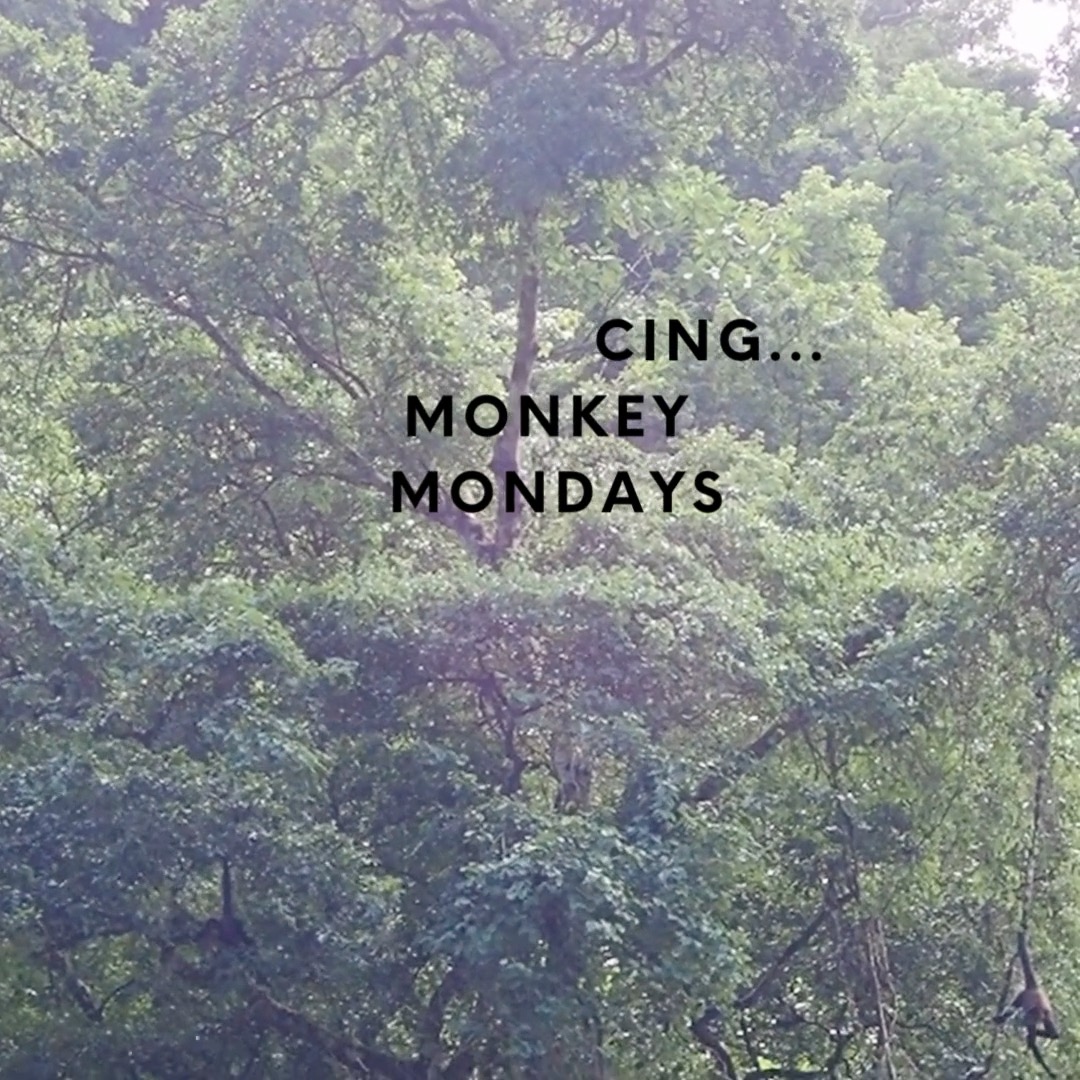 MONKEY MONDAYS!
For updates on our patients progress in the Melikki Primate Rescue Center located at our eco resort tune into our social feeds on Mondays.
For guests staying with us, join us for a tour any day at 11 AM to learn more.
Melikkis is a fully licensed rescue and rehabilitation center that works under direct supervision of Primate specialists and Veterniarians.
Primates are wild animals NOT pets.
https://www.melikkis.org (link in bio)
#Morrillo #AdventureTraveler @kthg.mv #AdventurePanama #PanamaCulture #PanamaLife #PanamaWildlife #Capuchin #World_Animal_Protection
#PanamaWildlifeConservation @ProyectoPrimatesPanama @Aspvoice
#RegenerativeTravel #RegenerativeTourism #TravelBetter
#SustainableTravels #EcoTourGuide #SurfingLife #Regenerate
#AdventureTravelers #AdventureTraveller #AdventureTraveling
#AdventureTravelFamily #AdventureTravelFamily #FamilyTravelAdventures #FamilyTravelAdventure #AdventurePanama