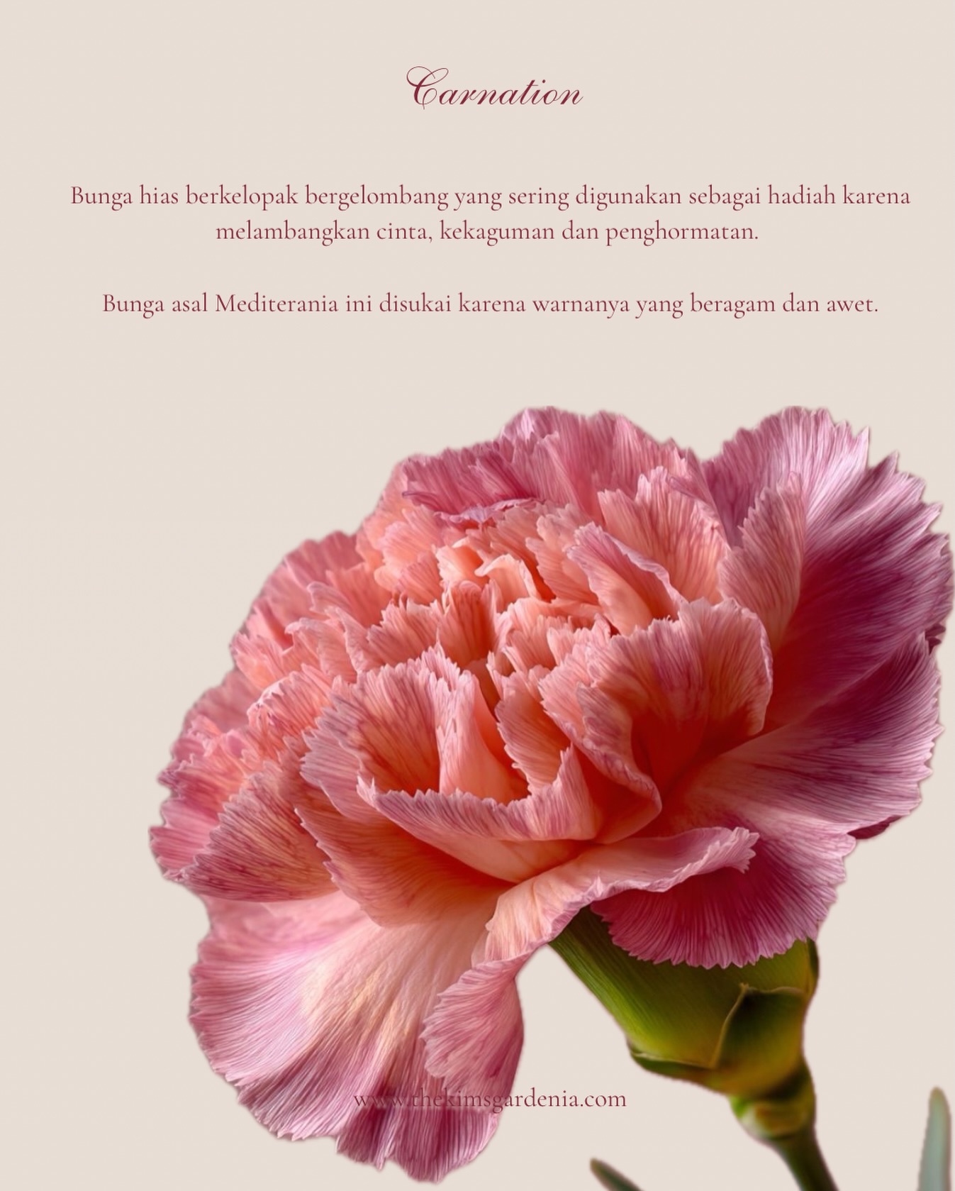 Sudah tahu belum kalau bunga carnation sering diberikan pada acara Hari Ibu, ulang tahun, wisuda, pernikahan, serta acara penghormatan atau duka cita karena melambangkan cinta, kasih sayang, dan rasa hormat?
Fresh flower collection
www.thekimsgardenia.com
Discover how flowers can tell your story ✨
📍 Medan | WhatsApp +62 853-8387-6801
💌 thekimsgardenia@gmail.com
🌎 www.thekimsgardenia.com