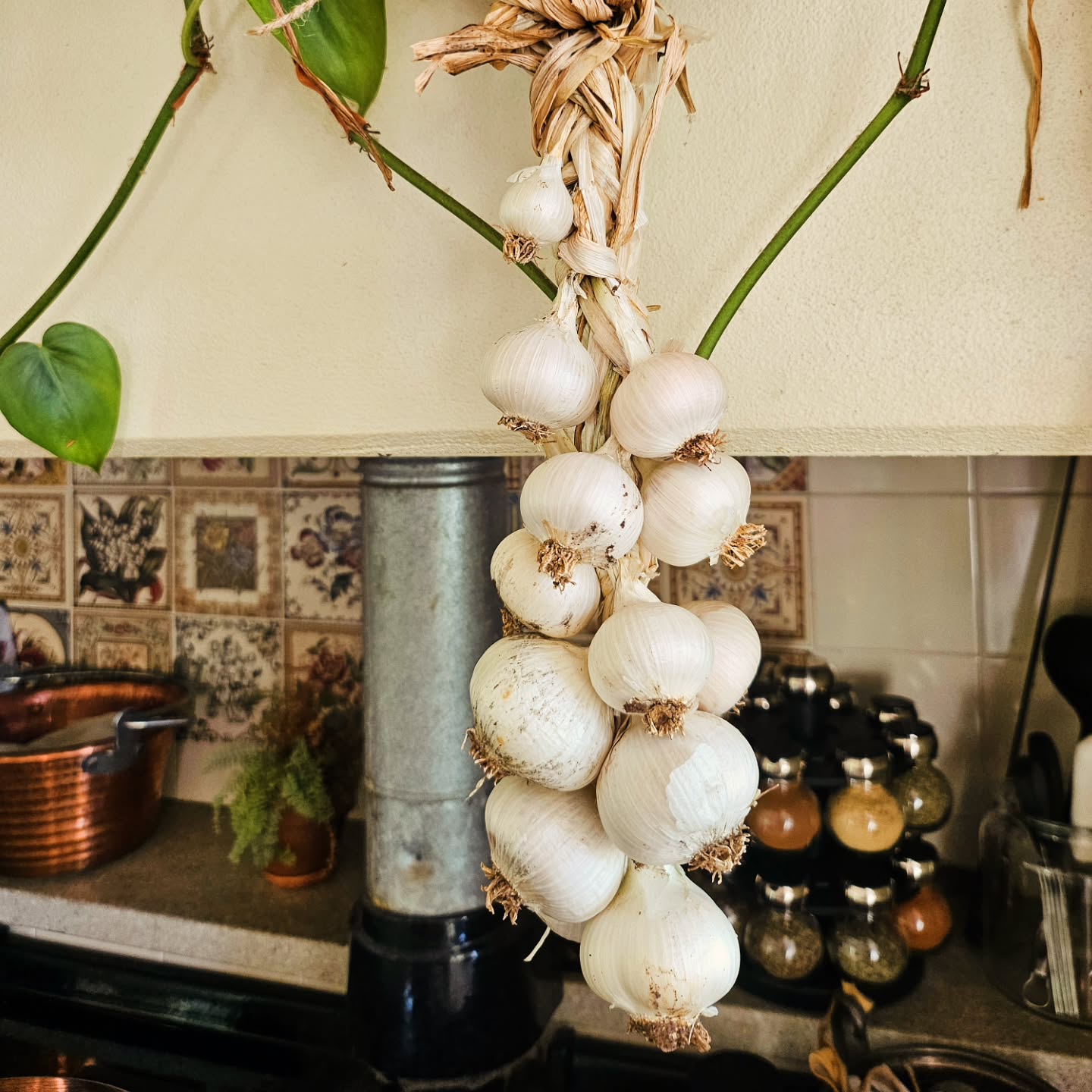 I had absolutely no idea how to braid my garlic, but I gave it a go and it's hanging nicely😅
I actually planted much more than this, and didn't get many really, but I've learnt a few things, mainly that I shouldn't have planted it amongst my other vegetables, as they all need constant watering, and I needed to stop watering these guys towards picking time so they could dry out. I most probably over watered them too during their growing, im guessing thats why i didnt get my full harvest, they probably rotted away. They'll have their own bed next time.
Also, to be more careful when I'm pulling them up, I pierced a few with my hand trowel🤦♀️
I'll plant the little pearls next April in their own space, and try again🙏 but we've already eaten a few fresh elephant garlic from the garden, and goodness are they a spectacle!
#gardeningobsession #farmliving #farmlife #farming
#mindfulliving #simplepleasures #cottagegarden #camdennsw #farmgirl #farmtotable #gorgeousfarm #beautifulfarmhouse #lookwhatigrew #homegrown #homegrownfood #kitchengarden #veggiegarden #vegetablegarden #garlic