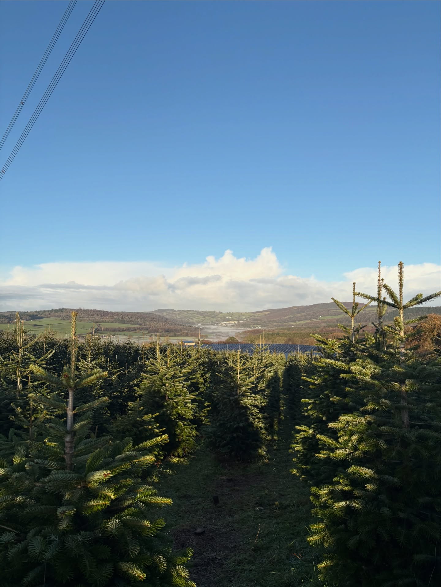 ๐๐The final weekend of โYou Choose, We Cutโ PYO experience is here! Weโve had a great season so far and hope everyone is happy with the trees picked! Donโt miss out on the freshest trees in South Wales! ๐๐