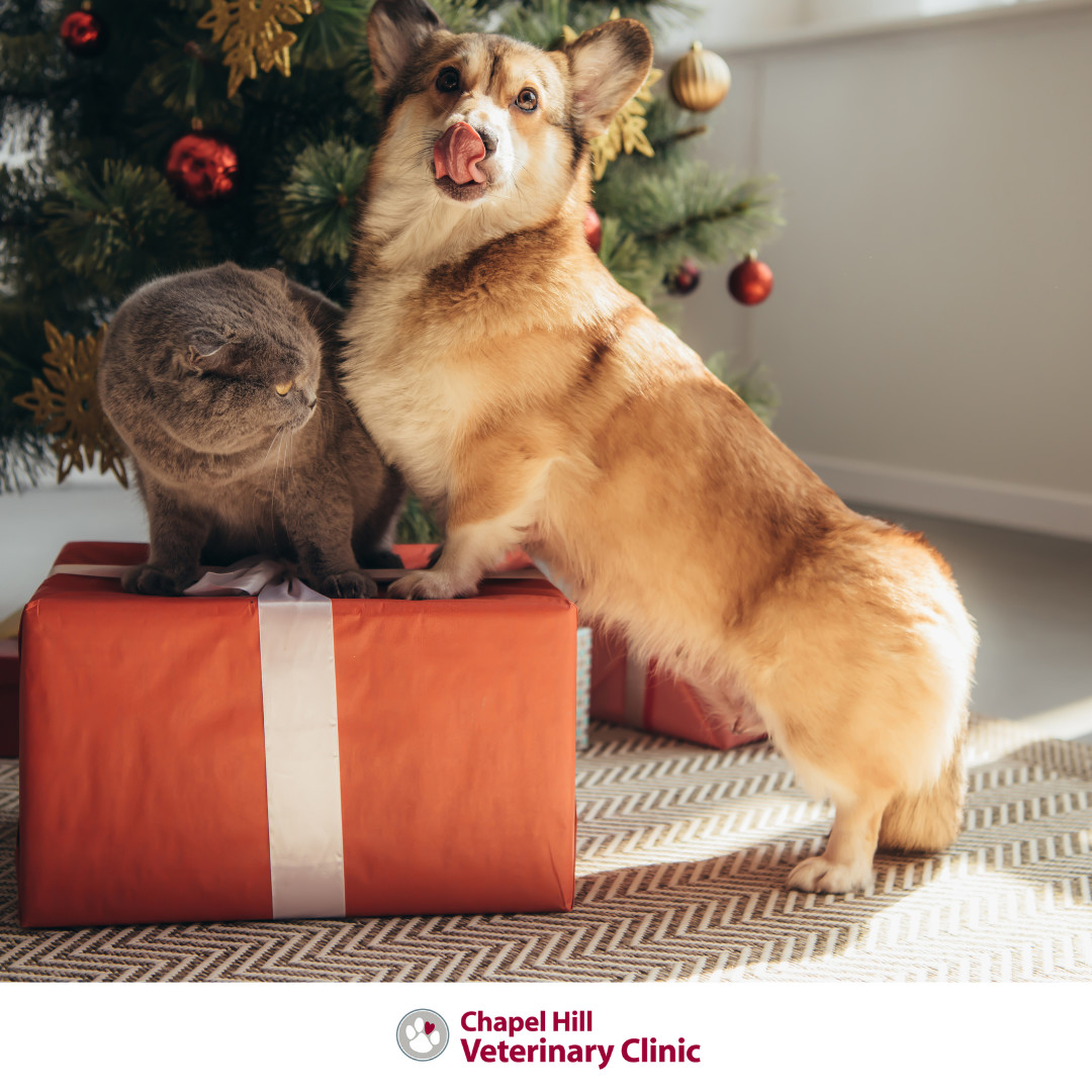 🎄⚠️ Tinsel and ornaments may look fun… but they’re risky for curious pets! Keep décor out of reach.