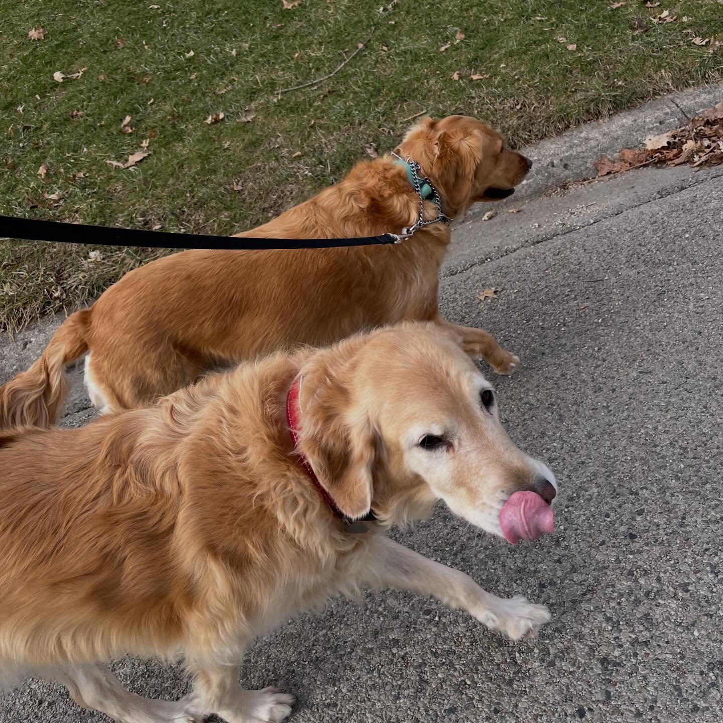 Anyone else excited about the mild temps? River and Rayne love their walks!