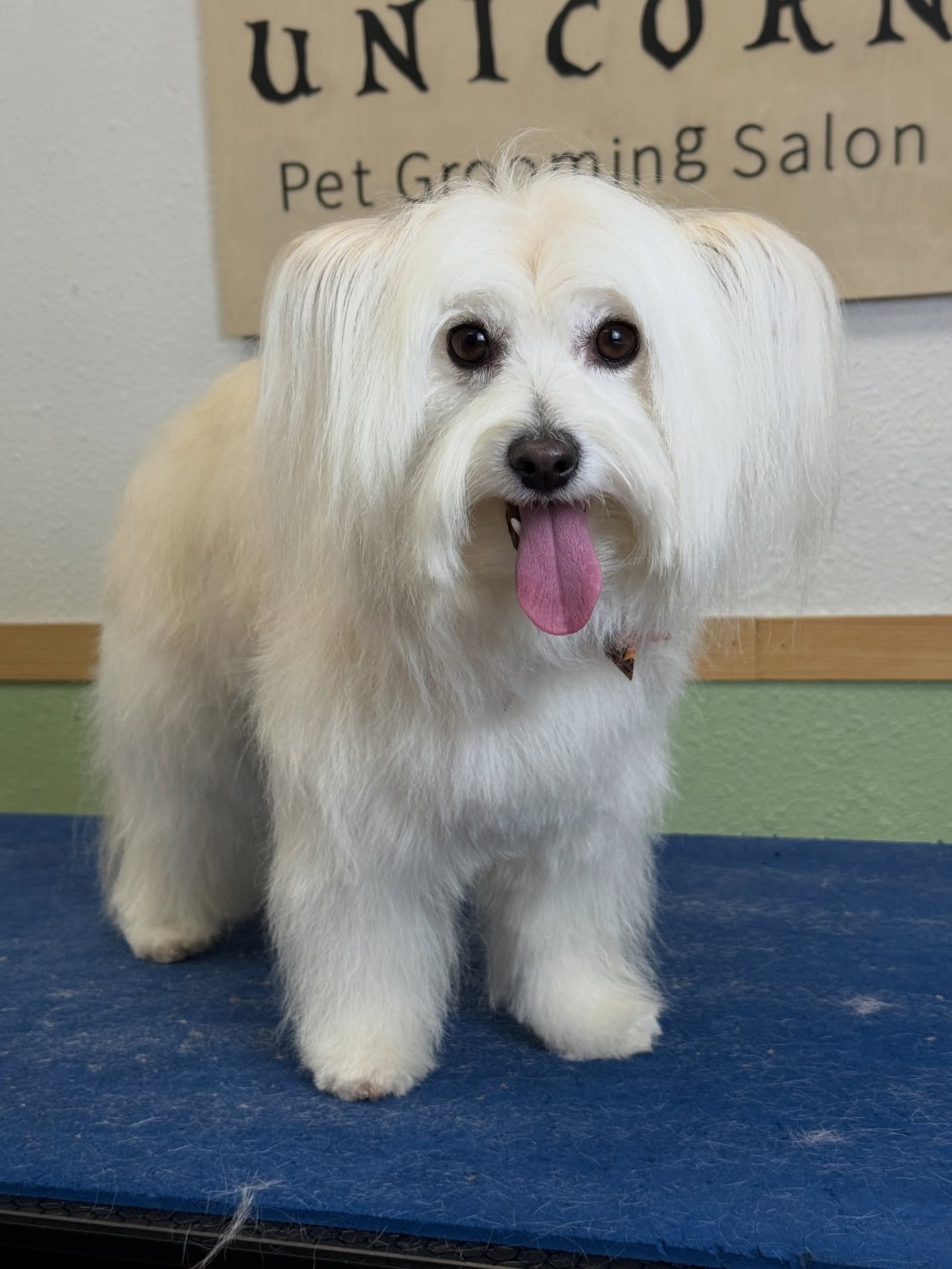 Professional grooming. Exceptional care. Unforgettable results. 💎
Our experienced team combines skill and precision to make your pet shine.
📍 18582 Beach Blvd STE 8C, Huntington Beach, CA 92648
📞 949-508-9155
🐶 Give your pet the ultimate grooming experience—appointments filling fast!
🔗 Tap the link in our bio to book now!
💻 https://www.unicornpetsalon.com/meetus
#bestgroomer #doggroomers #doggroomersalon #doggrooming #dog