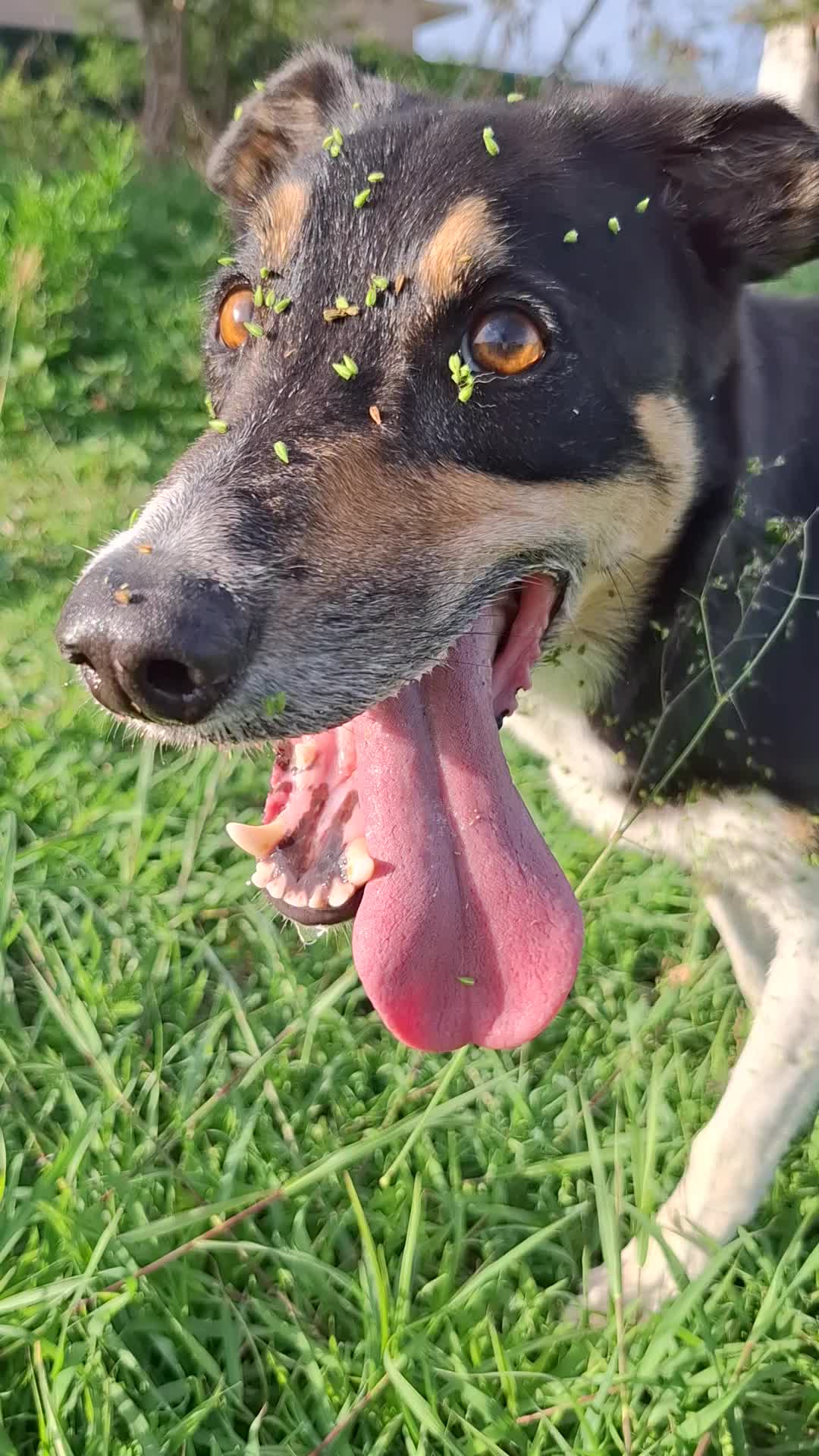 L'entretien de pelage chez le chien
Le brossage est important et pas seulement en période de mue !
⏩Les poils emmêlés ou plein de nœuds ne jouent plus leur rôle de régulateur thermique. Le sous-poil protège du froid en hivers et les poils des fortes chaleurs en été. Le brossage n'est donc pas réservé aux chiens à poils longs !
⏩Les nœuds provoquent de l'inconfort en tirant sur la peau, cela peut rendre votre chien anxieux et irritable
⏩Selon les saisons, certaines plantes ou graminées produisent des graines qu'il faut enlever du pelage après chaque promenade
⏩Lors du brossage on en profite pour faire un check-up santé : on vérifie l'éventuelle présence de tiques, de puces, de rougeurs, de plaies ou autres bobos à traiter avant qu'ils ne deviennent des problèmes
⏩Ce moment peut être agréable pour vous et votre chien, un vrai moment de détente qui renforce le lien social.
⏩Un chien habitué aux brossages et, de manière générale, aux manipulations dès son plus jeune âge sera plus apaisé lors de soins ou chez le vétérinaire.
Alors n'attendez pas que la fourrure de votre chien soit dans un état catastrophique et optez pour un rituel brossage régulier !
Éducation Canin et Comportementaliste
0692071177