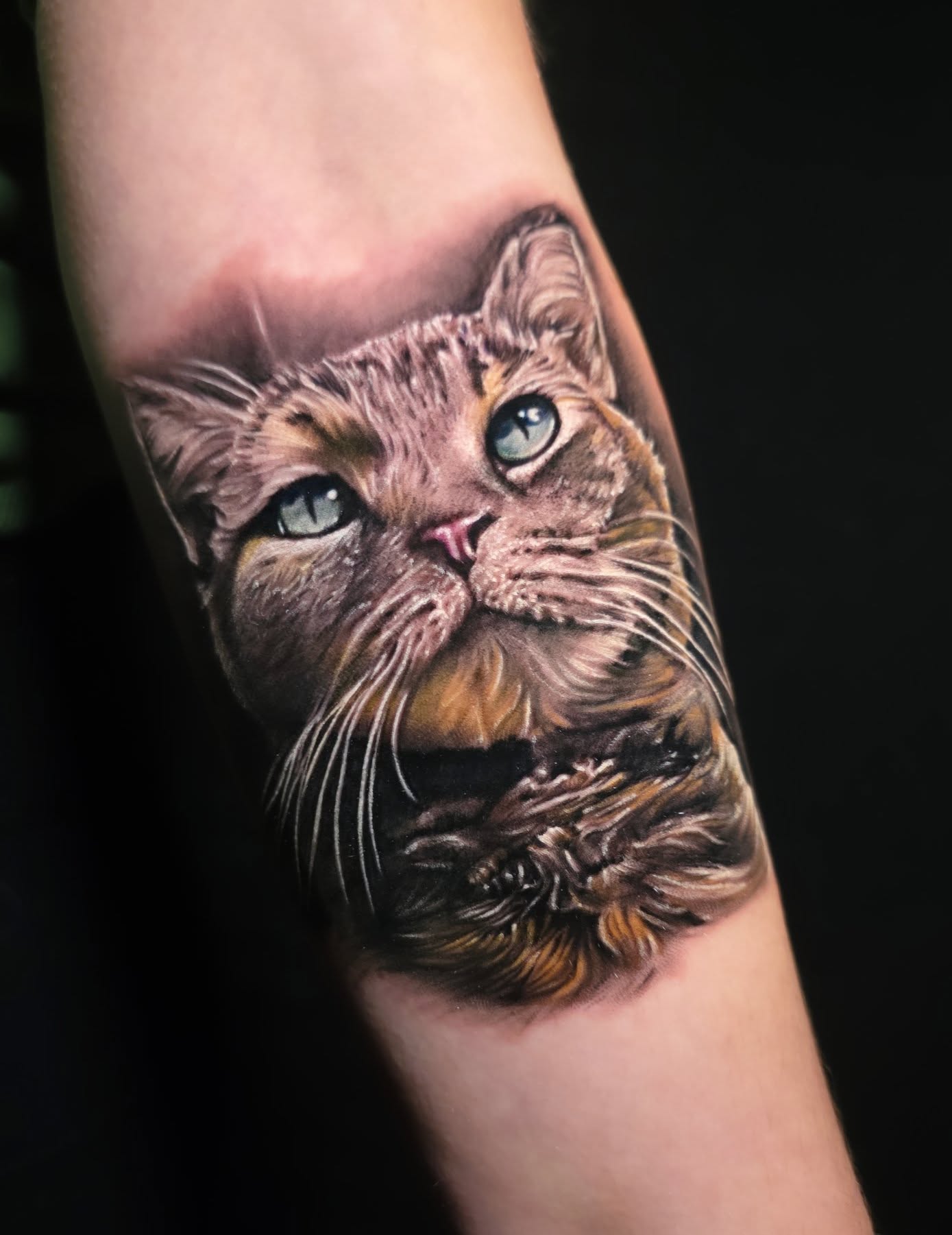 Color realism cat portrait 🐱 appointments
.
.
.
.
.
.
.
.
#aybar813 #theinkgallery #dcsocietyink #pittsburghtattooartist #crazytattoos #microtattoo #microportrait #detailedtattoo #cat #catlovers #cattattoos @rawpigments @dcsocietyink