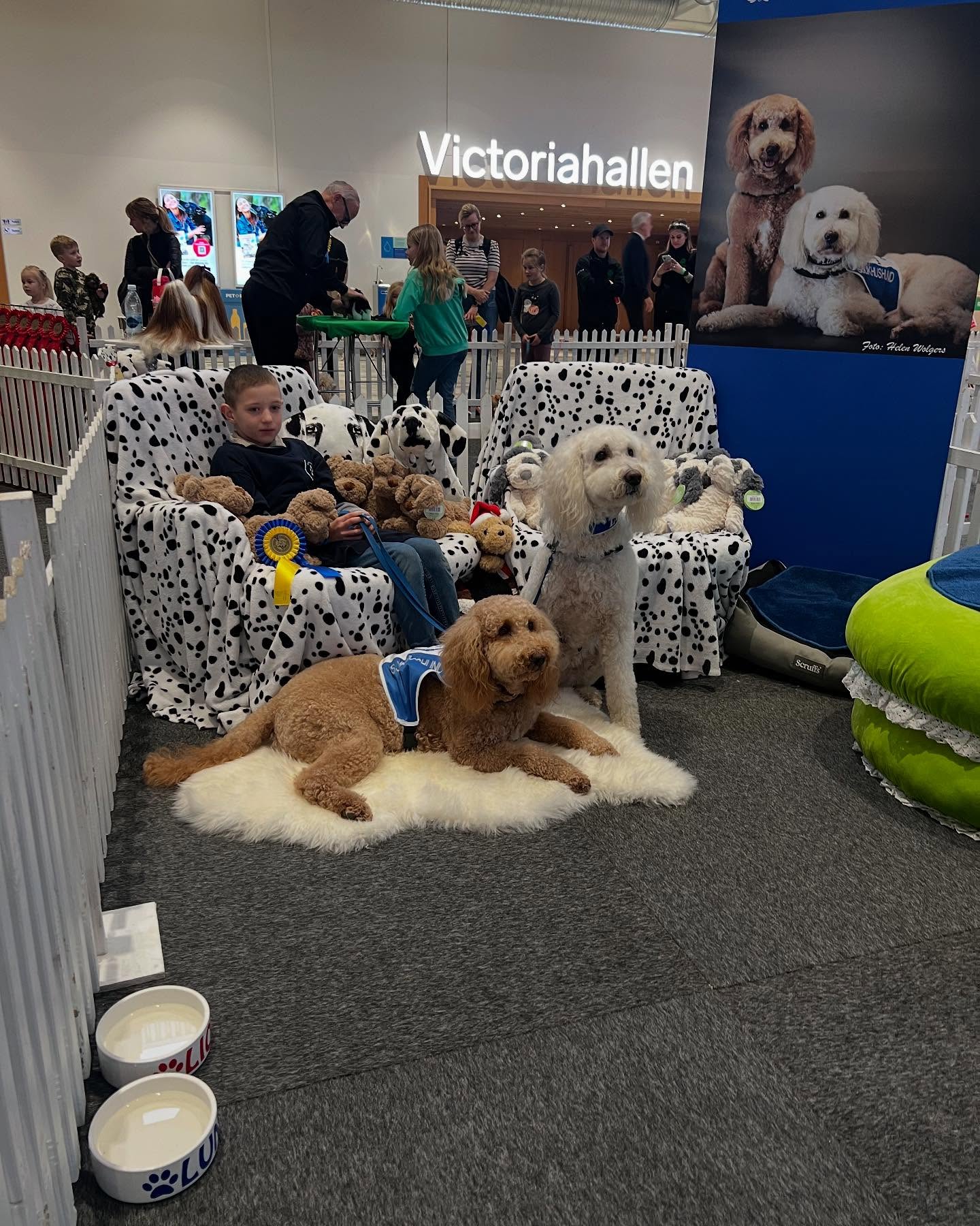 Sjukhushundarna Luna & Liona och Fredrik är redo på Hundmässan, Stora Stockholm💕🐕 #sjukhushund #barnens #skk #claraloppet #hundmässan #storastockholm #barncancerfonden @annaportnerstenbeck @himmelmark @barncancerfonden