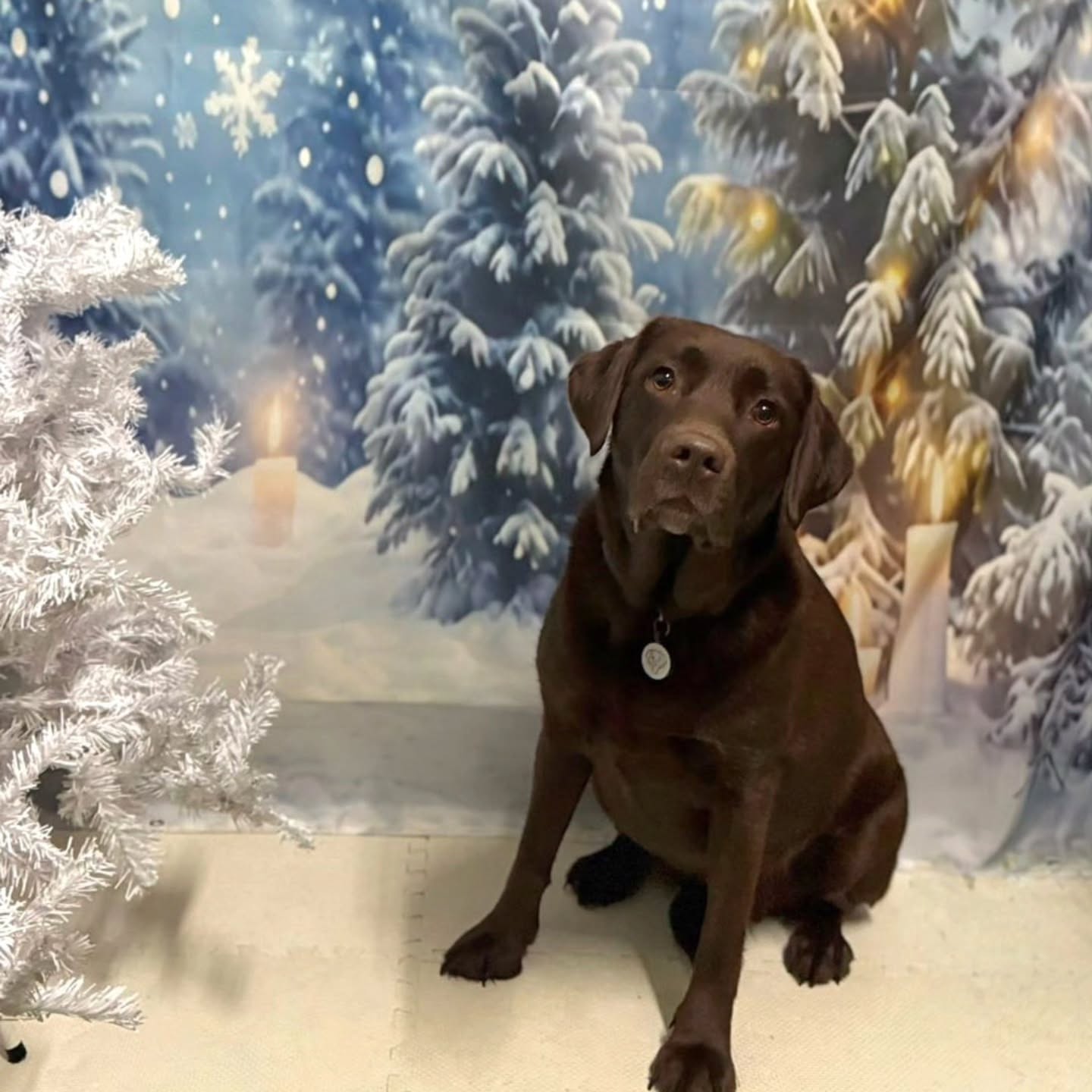 Xmas photos day 14 (b)