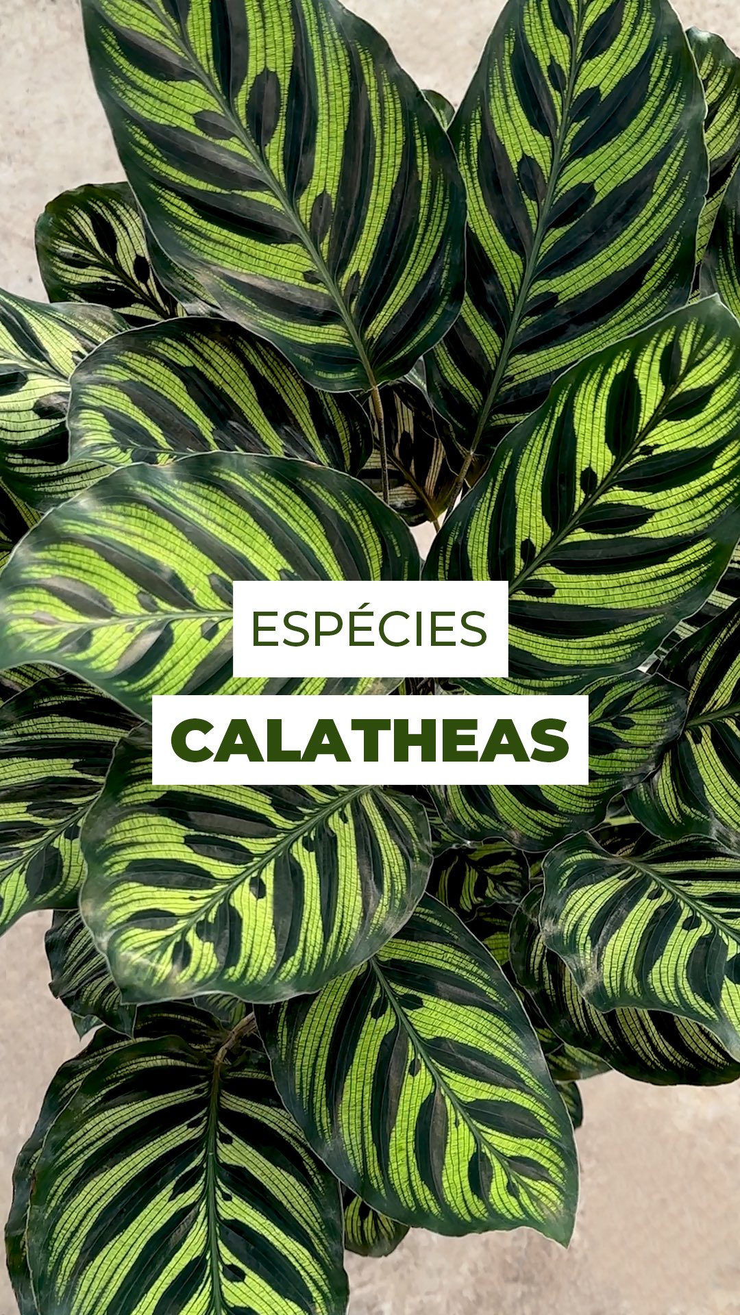 Cada Calathea carrega um charme único! ✨
Insignis, White Fusion, Makoyana, Rosi, Surprise Star ou Crimson...
Qual delas teria um lugar especial na sua casa?
Conta pra gente nos comentários 👇
#calathea #calatheas #planta #maranta #marantas