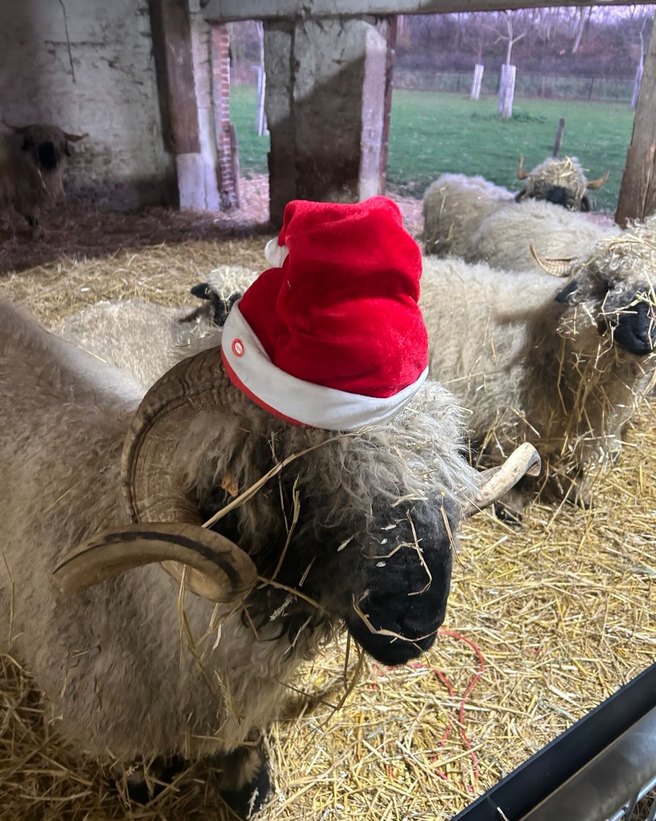 Onze Jos is al in de hogere kerstsferen… 🌲 🎅