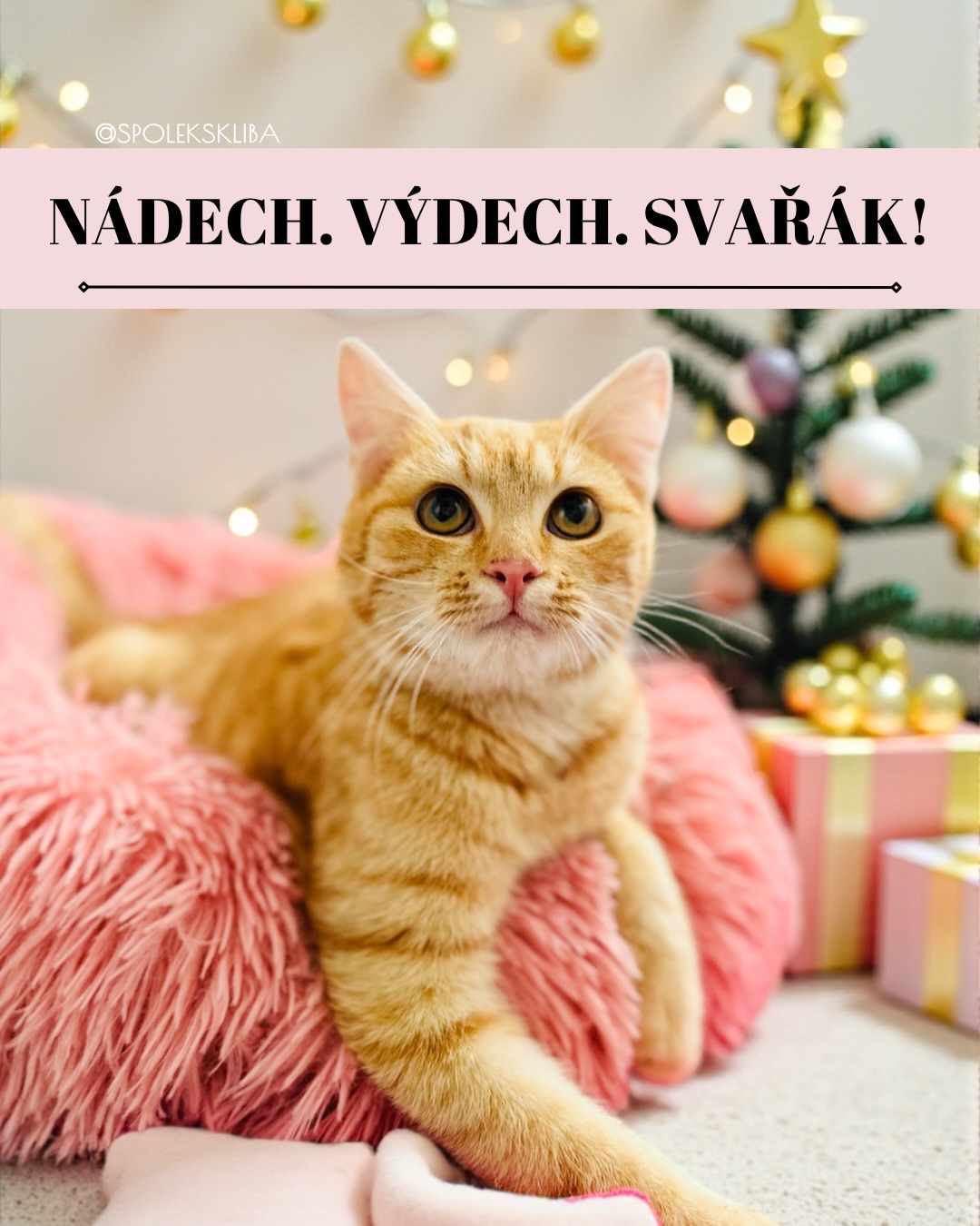 Hlášení z centra dění: Cukroví mizí záhadnou rychlostí a dárky... no, řekněme, že Ježíšek má letos mírné zpoždění. 😅🎁
Je tu třetí adventní neděle! 🕯️🕯️🕯️ Tzv. Stříbrná. Pro mě je to spíš neděle “Ježiš-marja-ono-už-je-čtrnáctého?!”. 😱
Miluju tu atmosféru, fakt že jo! Světýlka, koledy, vůně jehličí... Ale pojďme si nalít čistého vaječňáku – je to taky trochu divočina. Trochu chaos, trochu chlupy všude, trochu kočka sedící přesně tam, kde zrovna potřebujete být vy 😂🐾.
Čím víc se snažíte o klidnou adventní pohodu, tím víc to občas vypadá, jako by tu proběhl kočičí hurikán s balicím papírem 🎀💥. Ale víte co? Přesně o tom to je.
Takže, pokud dneska místo pečení jen ležíte u Netflixu, nebo naopak hystericky sháníte poslední lego v okrese – posíláme vám vlnu energie a lásky! 💝 Jste skvělí a zvládnete to. 💪
P.S. Kdo už taky ochutnal cukroví „jen na zkoušku“ víckrát než jednou? 🤫🍪
Terka ze Šklíby 🐾