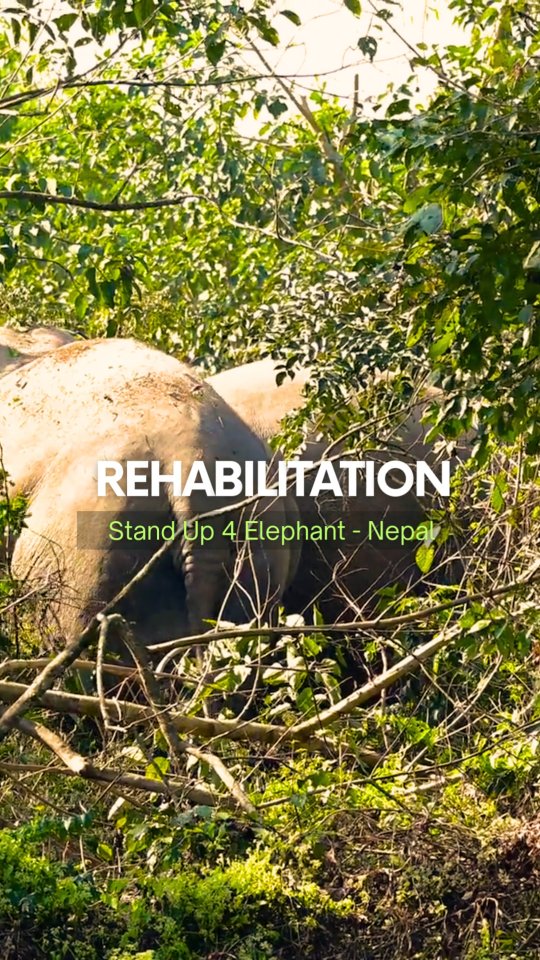 English 🇬🇧
Hidden among the trees 🌳
Just Eva and Lhamo, together, away from everyone else 🐘🐘
Moments like this mean everything: freedom of choice, free will, and the space to simply be ✨
This is what your support makes possible. From our hearts, thank you for standing with us and believing in a better life for elephants 💚
Let’s hope many more elephants will soon experience this same freedom.
👉 Support our work & donate: www.su4e.org
#StandUp4Elephants #ElephantWelfare #ElephantRescue #FreedomOfChoice #ElephantSanctuary #EthicalElephant #EndElephantExploitation #SupportElephants #SU4E
Français 🇫🇷
Cachées dans les arbres 🌳
Juste Eva et Lhamo, toutes les deux, loin de tout 🐘🐘
Des instants précieux où elles peuvent faire leurs propres choix, exprimer leur libre arbitre et simplement être ✨
C’est grâce à votre soutien que ces moments existent. Du fond du cœur, merci d’être à nos côtés et de croire en un avenir meilleur pour les éléphants 💚
Espérons que beaucoup d’autres éléphants pourront bientôt connaître cette même liberté.
👉 Soutenir notre travail & faire un don : www.su4e.org
#StandUp4Elephants #BienEtreAnimal #ProtectionDesElephants #SanctuaireAnimalier #LiberteDeChoix #EthiqueAnimale #Elephants #SU4E #StandUp4Elephants #ElephantWelfare #ElephantRescue #FreedomOfChoice #ElephantSanctuary #EthicalElephant #EndElephantExploitation #SupportElephants #SU4E