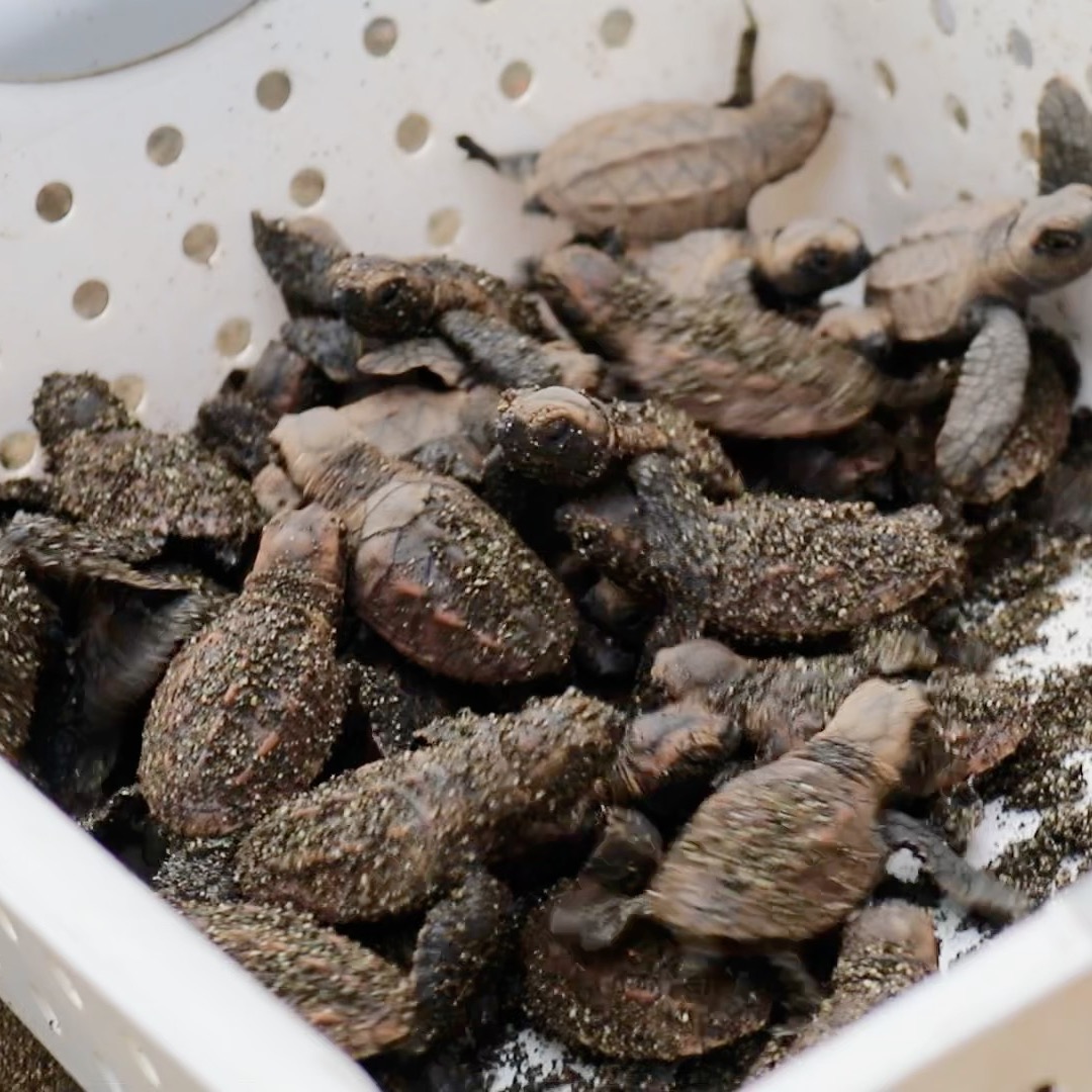 The critically endangered Hawksbill Turtle.
We only get about 5 nests per year of this beautiful animal. Our recent guests were able to release them to what we hope is a long life at sea.
This is the perfect time of year for our guests to experience a baby sea turtle release. We take the time to begin with an informative session to learn about sea turtle life cycles, nesting habits, conservation challenges (like light pollution and predators), and the importance of our local conservation program early morning or at sunset (depends on when they hatch) to share this amazing experience with our guests.
A guided sea turtle hatchling release with us is an educational and awe-inspiring conservation experience where we share with our guests how to ensure the safe journey of newborn turtles from the beach to the ocean.
#Morrillo #AdventureTraveler #AdventurePanama #PanamaCulture #PanamaLife #PanamaWildlife #World_Animal_Protection
#PanamaWildlife #SeaTurtleConservation #SeaTurtleLove @fundacionaguaytierra
#SeaTurtleRescue #SeaTurtleNest #SeaTurtleLovers
#SeaTurtleHatchlings #HawksBill #RegenerativeTravel #RegenerativeTourism #TravelBetter #Regenerate
#SustainableTravels #EcoTourGuide #SurfingLife
#AdventureTravelers #AdventureTraveller #AdventureTraveling
#AdventureTravelFamily #AdventureTravelFamily #FamilyTravelAdventures #FamilyTravelAdventure #AdventurePanama