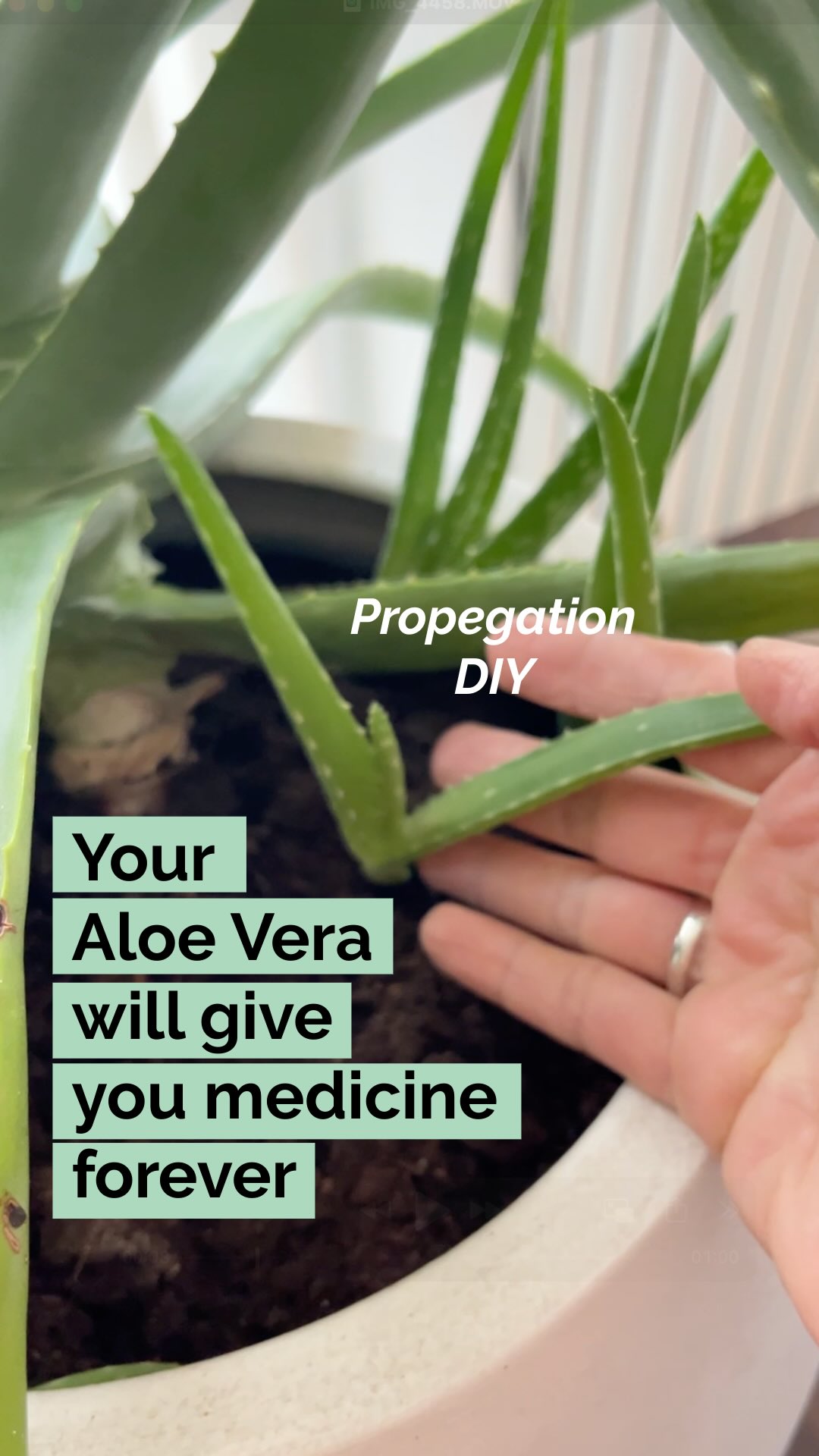 How to Propagate Aloe Vera + Why You Need This PlantĀ šæ
That little baby plant growing beside your Aloe? Itās ready for its own pot! Hereās how I propagated mine:
STEP BY STEP
1. Gently unpot the mother plant
2. Separate the baby (pup) with its roots attached
3. Plant in moist succulent/cactus soil
4. DONāT WATER immediately āļøālet it settle until the soil is completely dry (ābone dryā). Your plant may look a little yellow but thatās normal.
5. Then water and add diluted plant food. Repeat this cycle (dry out - water - dry out - water), every other watering
6. Repeat until well-rooted (4-6 weeks).
7. After 10-15 weeks itās ready for a bigger pot (twice its size) and new babies will start to appear.
šĀ Why Aloe Vera is a Must-Have:
* Soothes burns & sunburnĀ ā natural cooling relief
* Heals minor cuts & scrapesĀ ā antibacterial properties
* Hydrates skinĀ ā packed with vitamins A, C, and E
* Reduces inflammationĀ ā great for irritated skin
* Supports digestionĀ ā aloe juice aids gut health
* Air purifyingĀ ā removes toxins from your home
* Low maintenanceĀ ā thrives on neglect!āØ
One plant = endless benefits (and endless baby plants to share with friends š±) āØšHow about gifting a Aloe succulent as a healthy X-mas present?
Have you propagated Aloe before? āØDrop your tips below! š
šSave and share this with another plant parent (super nice if you do) š«¶āØš Follow @helloherbal.world for tips, recipes and DIYs to live life naturally
#AloeVera #PlantPropagation #PlantParenting #SucculentCare #PlantReel #IndoorPlants #PlantBenefits #NaturalRemedies #PlantLovers #airpurifyingplants #HealingPlants