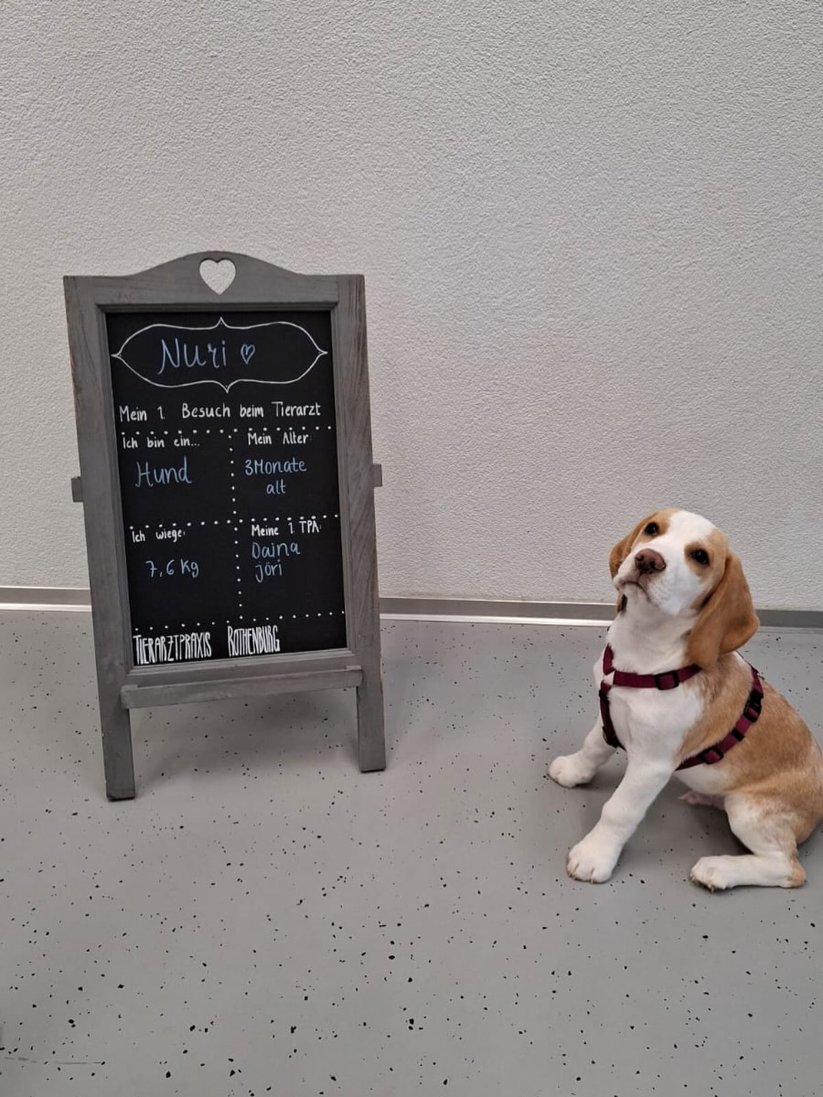 Heute Besuch von ♥️Nuri ♥️
Was für ein süsser Knopf 🐶 da schmelzen unsere Herzen! @tierarztpraxis_rothenburg #beagle #welpenzeit #gesundheithund #welpen #tpa