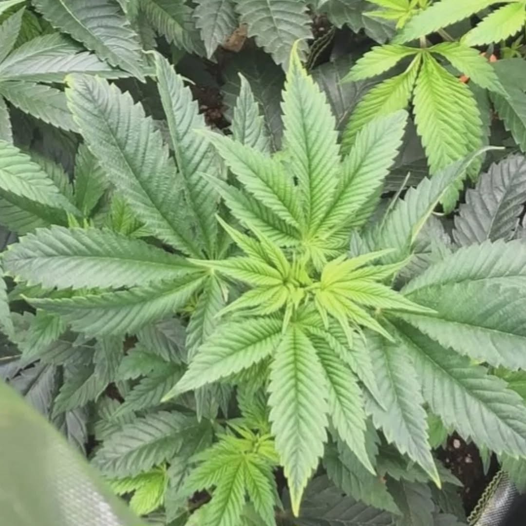 The pink ladies are enjoying this winter.💚💚 Discover our full premium range, link in bio.