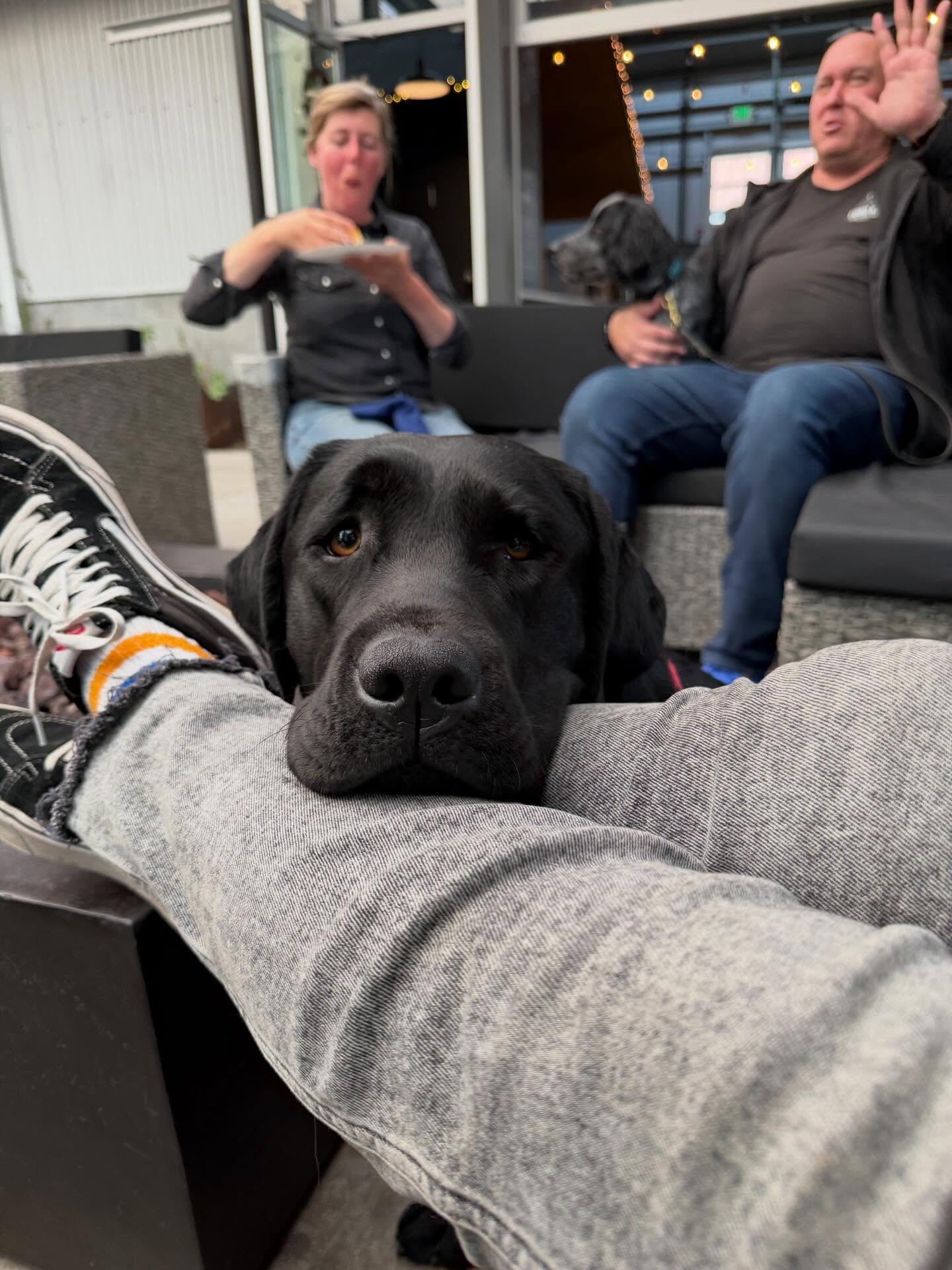 Bonnie Beanā¦.I am loving this girl more each day. She is chronically happy, loves everyone she meets, doesnāt bark and has turned into a very reliable house dog. And sheās cuteā¦
Also, I like this pic of @eleanorpost_lonelyhunters and @fordk9detection
And leg head rest @___________e_l_i_s_a__________ ā¤ļø
.
.
.
.
#labradorretriever #blacklab #blacklabsofinstagramš¾