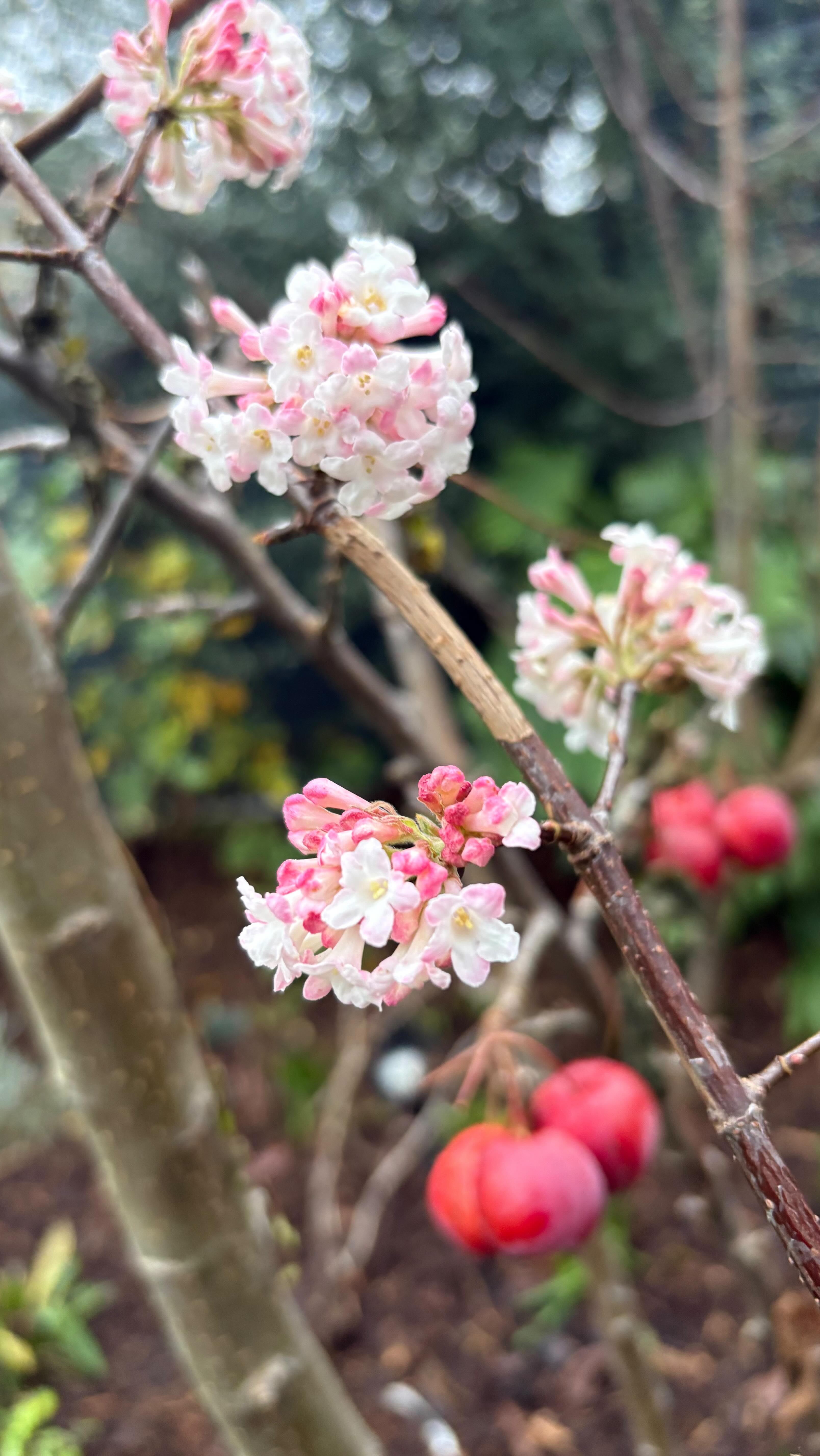 Found these gorgeous winter flowers in my garden. Hellebores, Viburnum, Abutilon and very late Rose. Who said the winter garden needs to be grey? #plantingdesign #wintergarden