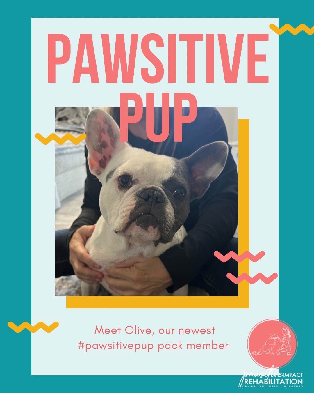 Meet Olive! 🫒🐾
This goofy, spirited girl is starting her canine rehabilitation journey with us at Pawsitive Impact Rehabilitation following spine surgery. She keeps us smiling with her big personality, and we’re excited to help her channel that energy as she builds strength and confidence along the way. 💛💪
