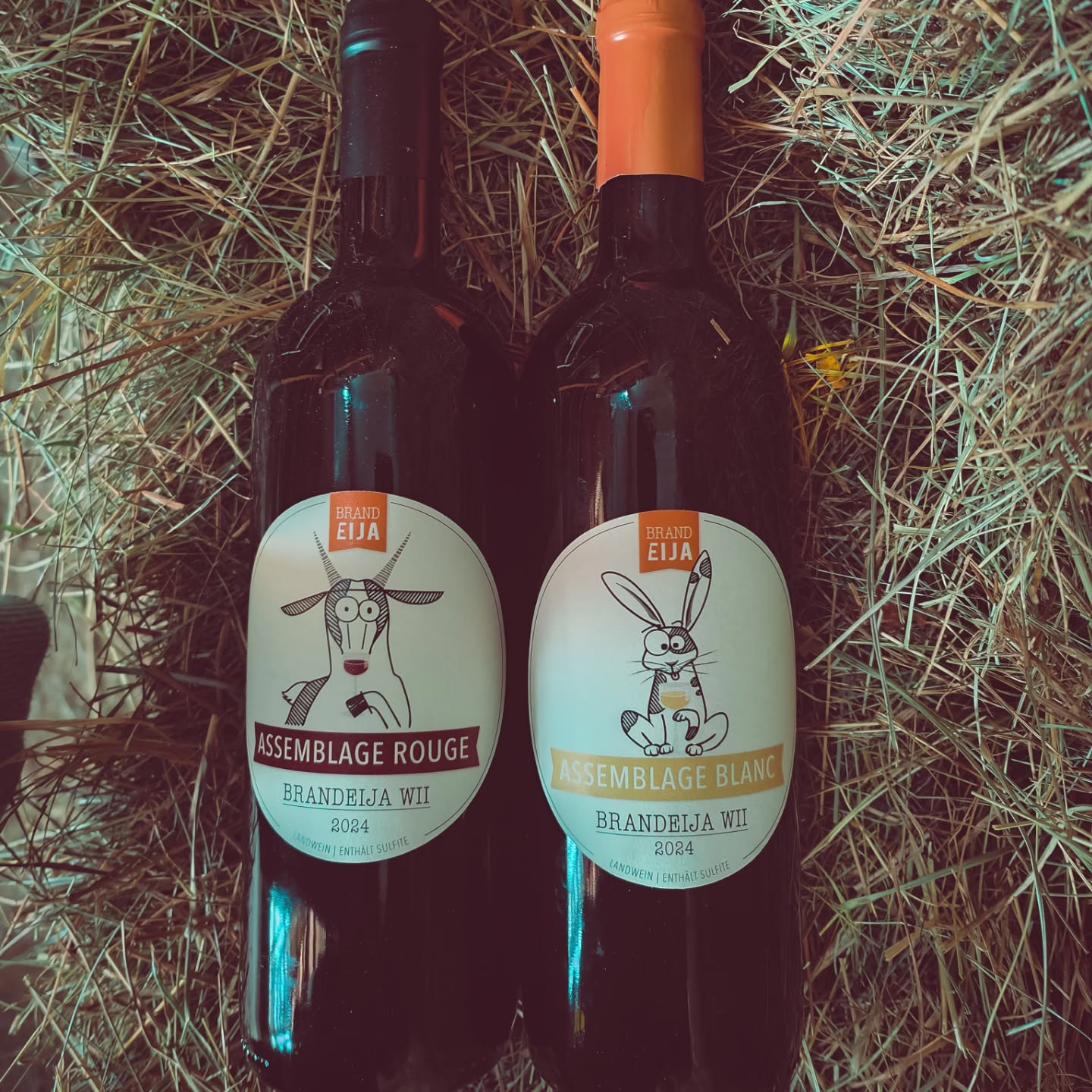 Brandeija Wii – perfekt für die Weihnachtszeit🍷
Ob als Geschenk für liebe Menschen oder als Begleiter zu einem feinen Festtagsessen – unser Wein passt wunderbar zu gemütlichen Momenten in der Weihnachtszeit.
Gerne stellen wir euch ein passendes Set zusammen. Meldet euch einfach bei uns – wir freuen uns.
#brandeija #wein #weihnachtszeit #geschenkidee #festtagsessen #walliserwein #genussmomente