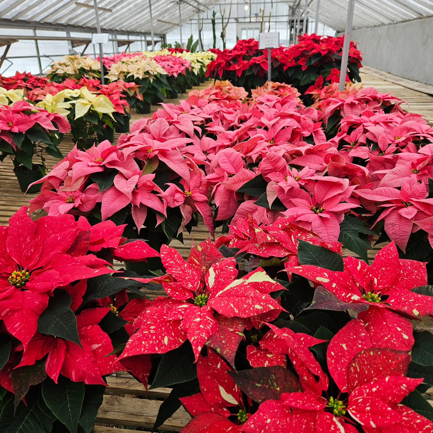 It might be cold and white outside, but it's warm and colorful in the greenhouse! Open until 3pm today, December 14th. Come warm up among these stunning poinsettias!
#colonialgardens #shoplocal #smallbusiness #gardencenter #christmasiscoming #poinsettias #greenhouse #fairfieldct #southportct #westportct #greenfieldhillct