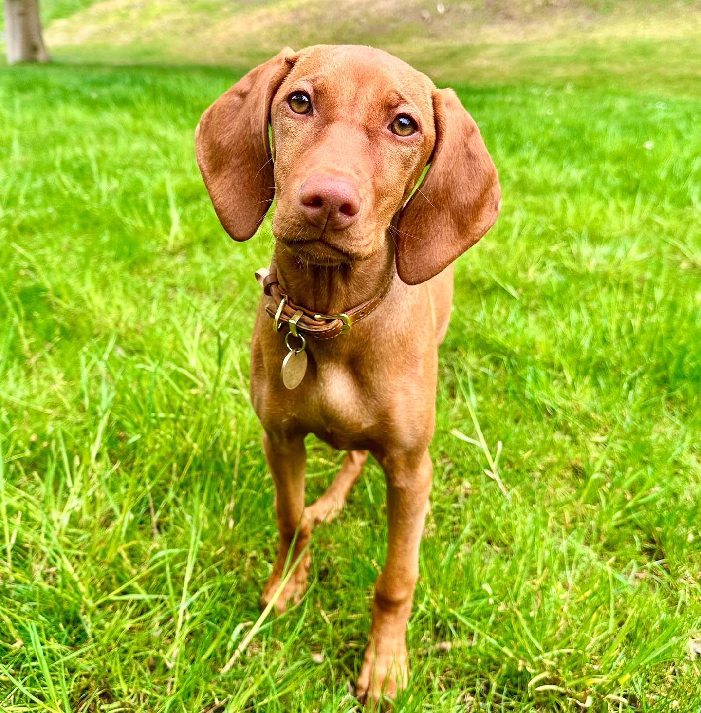 Years of memories and two very special dogs🐾❤️ Today we say goodbye to Rhubarb and her family as they begin their new chapter!🏡Remembering beautiful Maple who left us this year, and feeling so grateful for every memory shared. Thank you for being a big part of our journey, we will miss you all so much 🥹✨ @iammaplethevizsla