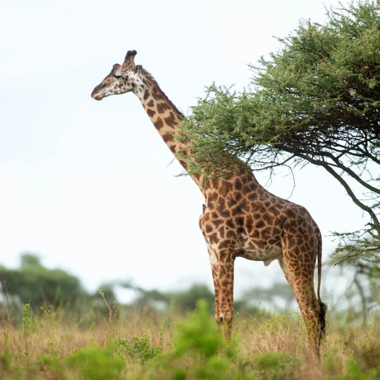 Grace in Every Step — Giraffes of the African Plains
Tall, elegant, and endlessly captivating, giraffes move across the savannah with a calm confidence that defines the African wilderness. Watching them browse treetops and glide through the plains is one of those quiet safari moments you never forget.
This is Tanzania — wild, beautiful, and timeless.
📩 gnadesafaris@gmail.com
🌐 www.gnadesafaris.com
📲 WhatsApp: +255 793 832 959
#GnadeSafaris #Giraffe #TanzaniaSafari #AfricanWildlife #SafariMoments #ExploreTanzania #WildlifePhotography