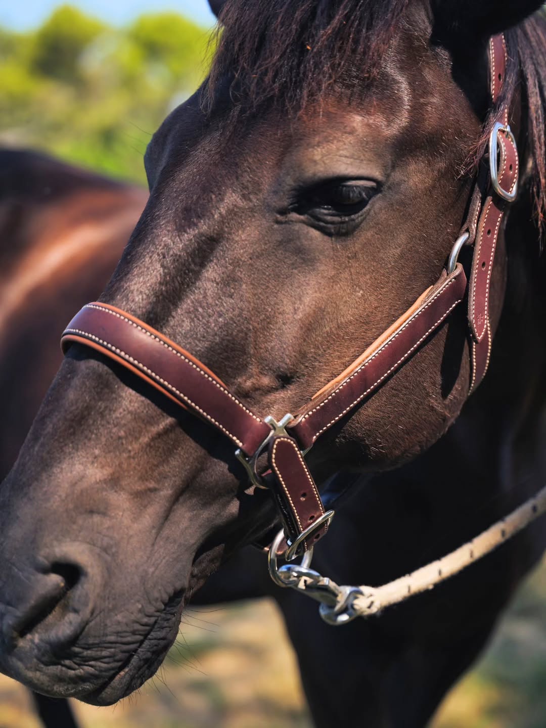 On me demande souvent si un licol est si important que ça ?
Pour moi, clairement oui.
C’est un équipement que le cheval porte souvent, parfois tous les jours, alors forcément… le confort compte !
Le cuir, les coutures, les réglages ce sont des détails, mais ce sont eux qui font la différence au quotidien.
À l'atelier, je prends simplement le temps de bien faire les choses, en pensant d’abord au bien-être et au confort du cheval 🤎🐎
Et pour vous, qu’est-ce qui compte le plus dans l’équipement de votre cheval ?
#latelierduharas #artisansellier #cheval #bienetreducheval #harnachement #cuir #savoirfaireartisanal #licolfaitmain