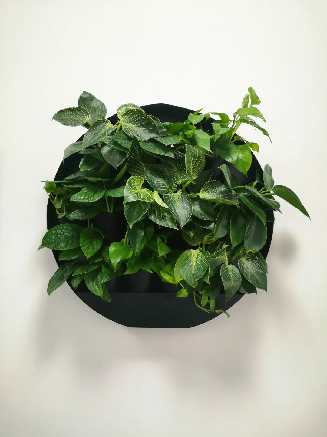 #eo #livingart #ziveobrazy #kruh #namieru #kosice