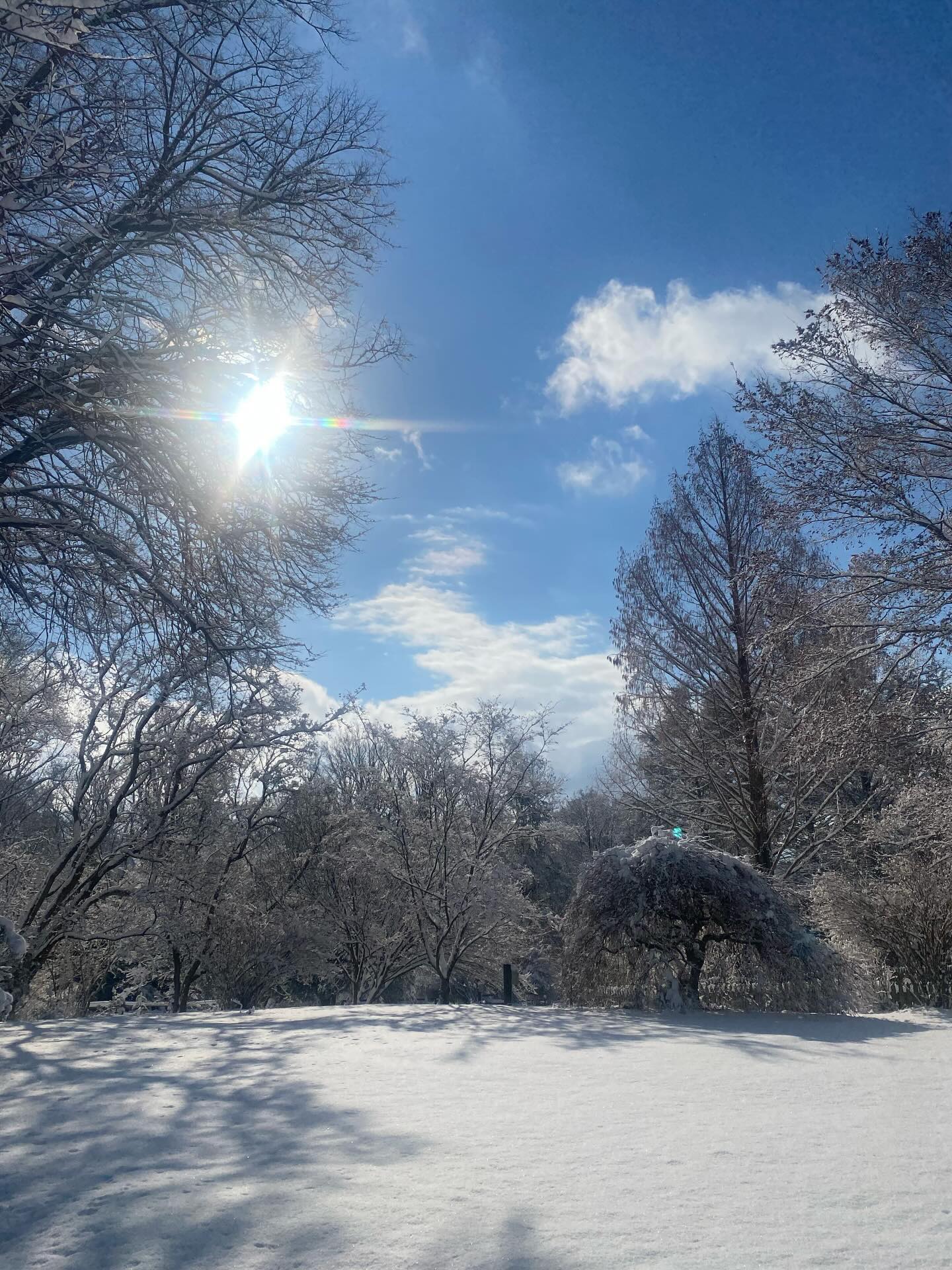 First snow fall of the season!!
#snowyday❄️ #whitechristmas #snowday #snow #funinthesnow❄️ #dog #snowdog #cat #catsofinstagram #dogsofinstagram #christmas #holidays #winterwonderland❄️⛄️