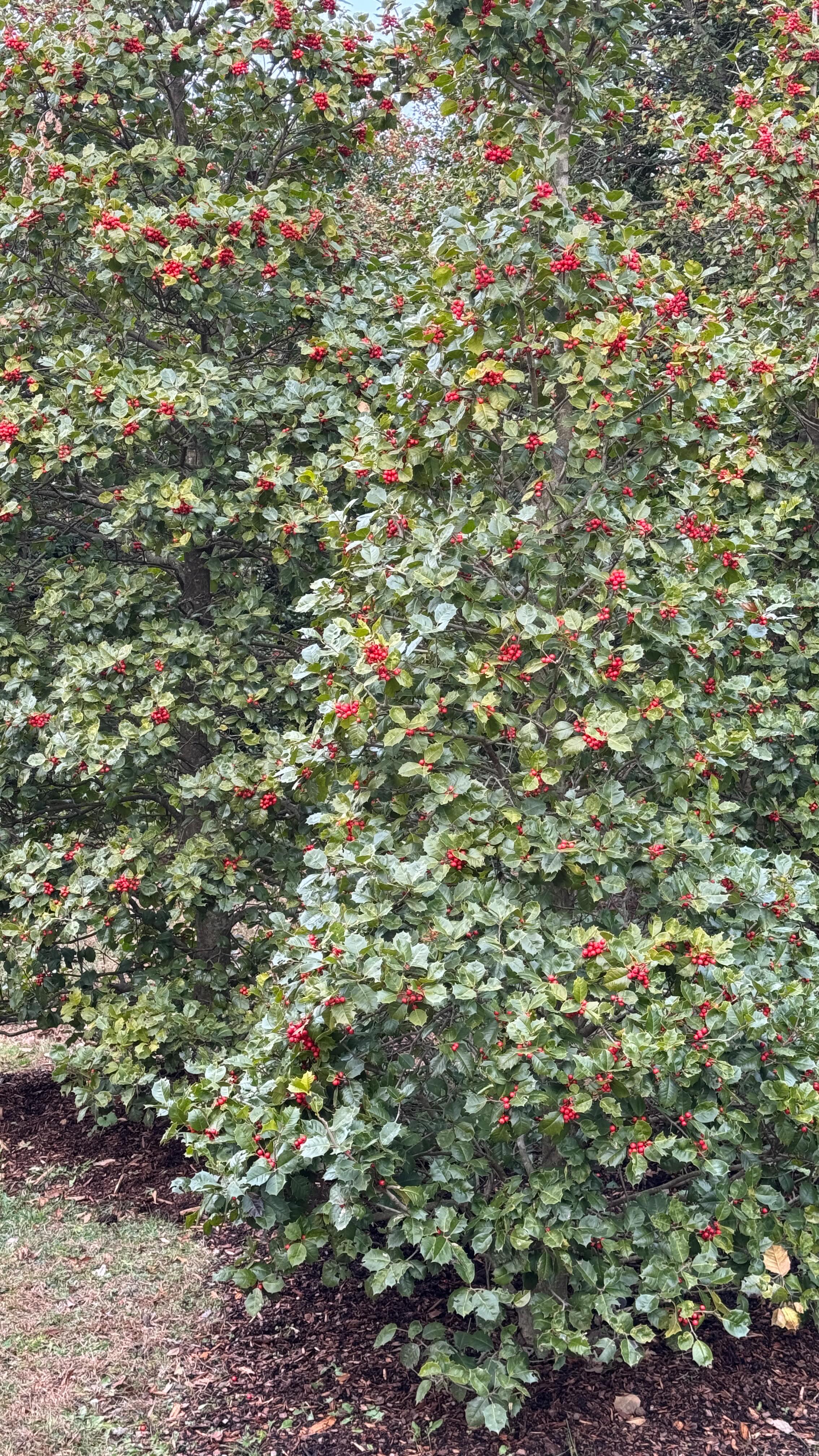 All about hollies this week - a walk in the other Holly woods at Heartfield Nursery! Check out the post @ nutsfornatives.com #gardeningforthechesapeake #heartwoodnurseryinc #nativeevergreens