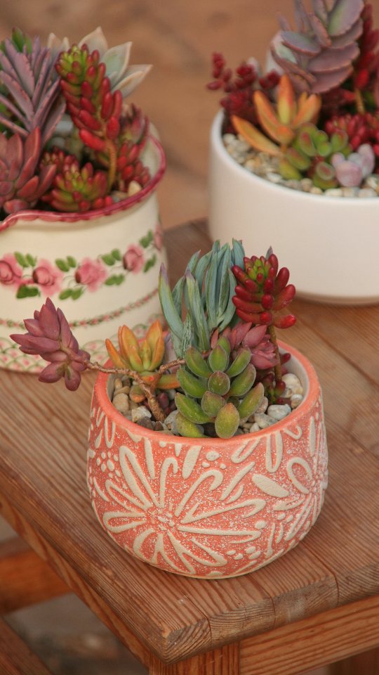 Ein Topf, frische Erde & meine liebsten Sukkulenten 🌿
Alles wächst aus meiner Stecklingsbox – Schritt für Schritt zu neuem Leben ✨
#sukkulentenliebe #stecklinge #pflanzenreel #urbanjungle #pflanzenvermehrung #grünerdaumen #pflanzenzeit #sukkulenten #plantlover❤️ #kaktusgaertnerei