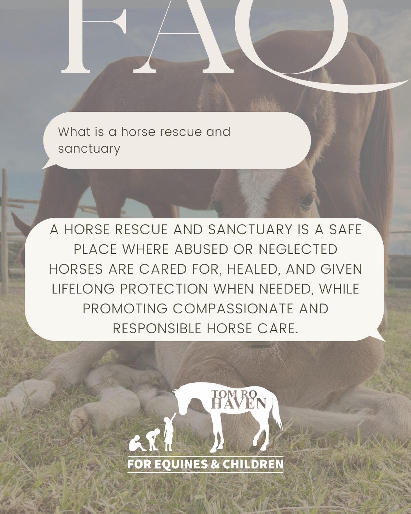 A horse rescue and sanctuary is a safe haven dedicated to protecting, rehabilitating, and caring for horses in need. These organizations take in horses that have been neglected, abused, abandoned, injured, or surrendered by owners who can no longer care for them. Each horse receives proper nutrition, veterinary care, farrier services, and a calm, structured environment where they can heal both physically and emotionally.
Beyond rescue, a sanctuary provides lifelong care for horses that cannot be rehomed due to age, medical conditions, or past trauma. The focus is on dignity, comfort, and quality of life, allowing horses to live peacefully in herds, graze freely, and express natural behaviors.
Many horse rescues and sanctuaries also work to educate the public about responsible horse ownership, humane treatment, and equine welfare. Through adoption programs, volunteer opportunities, and community outreach, they give rescued horses a second chance while fostering compassion and awareness for these intelligent and sensitive animals.