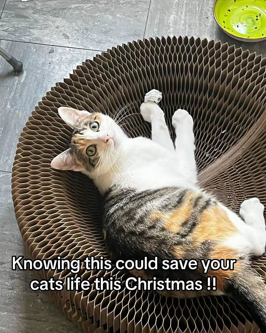 Take notes people!! 📝
Lilly is our only adult cat currently in rescue that’s ready for adoption, can you believe that 🥺 She is a beautiful calico with some really unqiue markings. She LOVES to always be near you and LOVES her foam ball ⚽️
Please check out our site for more info on Lilly 💻
#firstaid #cat #cattok #fyp #catrescue #adopt #adoptdontshop #calico #kitten #cpr #leftpawcatrescue #rescueanimals #catsoftiktok #kittensoftiktok #christmas #adoption #kittentok