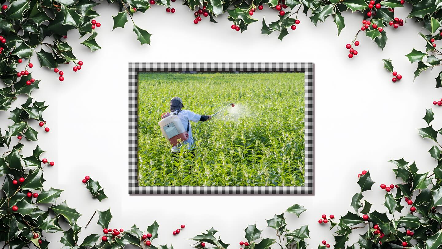 🎄 Countdown to Christmas - #SafeSoilUK 🎄
The Safe Soil UK Herbicide Residue Test checks for selective & non-selective acid herbicides used in farming, turf & roadsides.
Some harm soil life, plants, & human health
🌱 For plants, any level can be a problem #SoilHealth #Herbicide