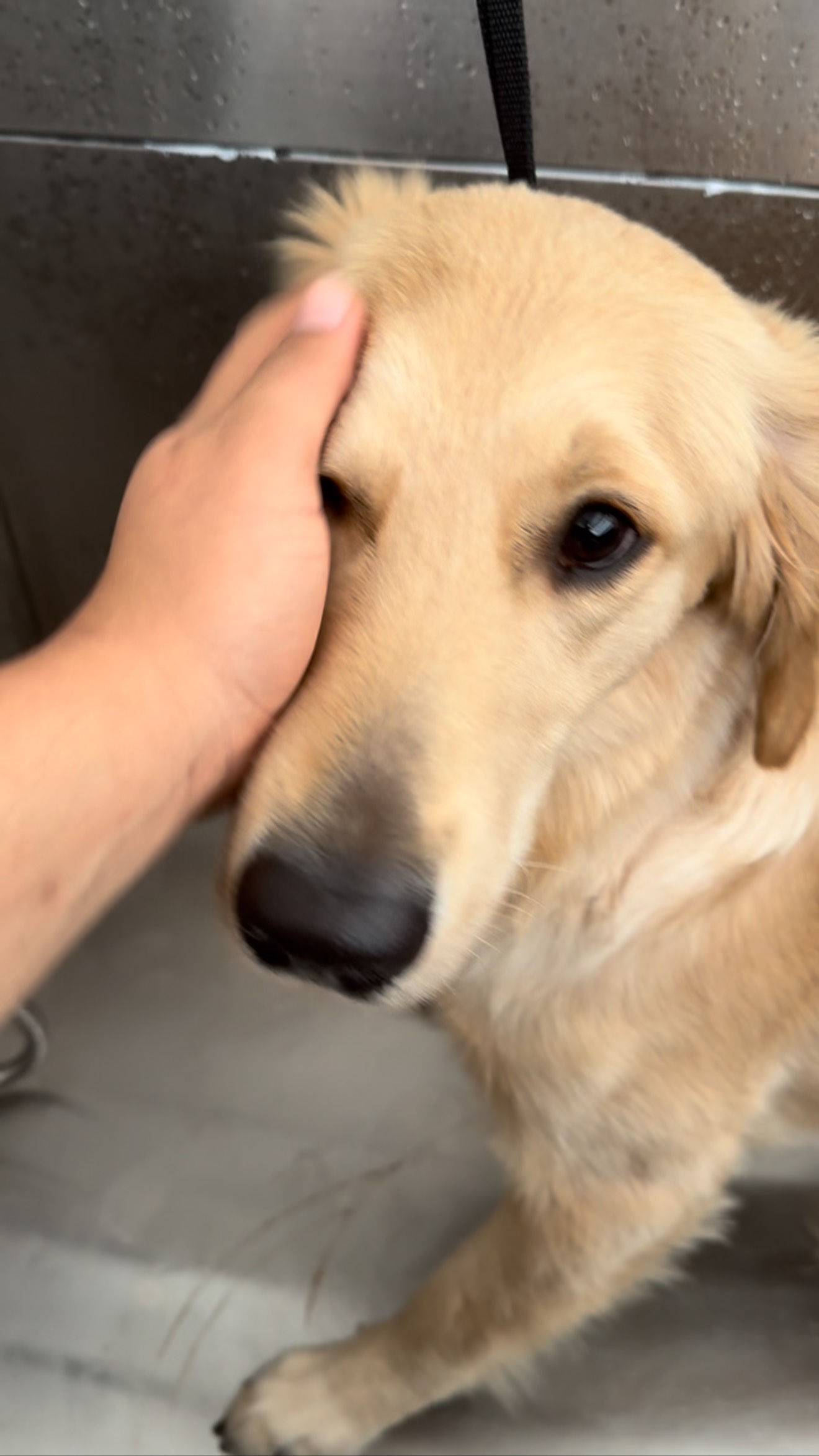 Bella 🤍
CachorrosRD repartiendo felicidad 🤍
Gracias por preferirnos 🥰