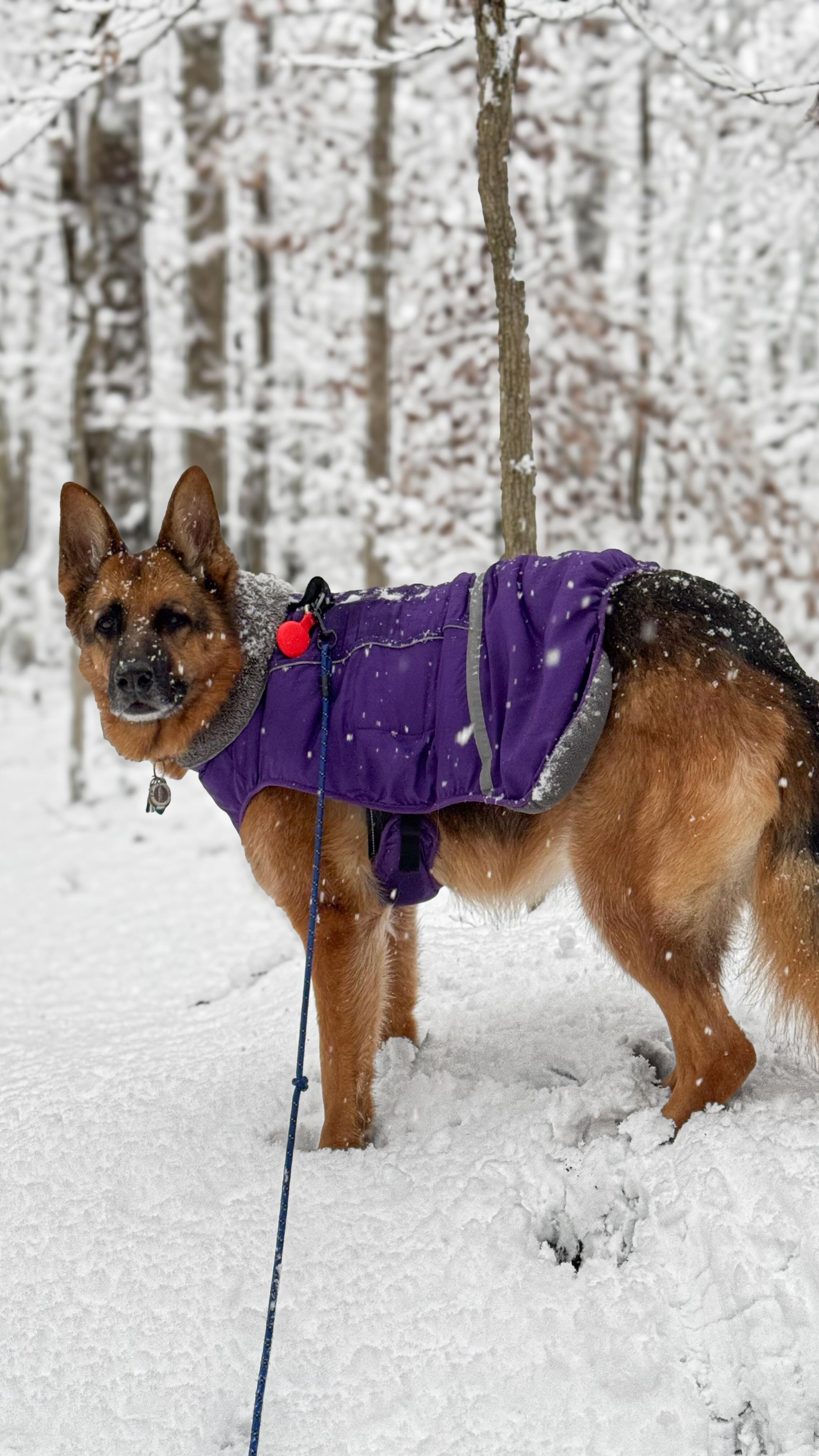 #dogs #dogsofinstagram #gsd #germanshepherd #gsdofinstagram #gsdlife #gsdlove #gsdnation #snow #snowfall #snowday #snowdayfun