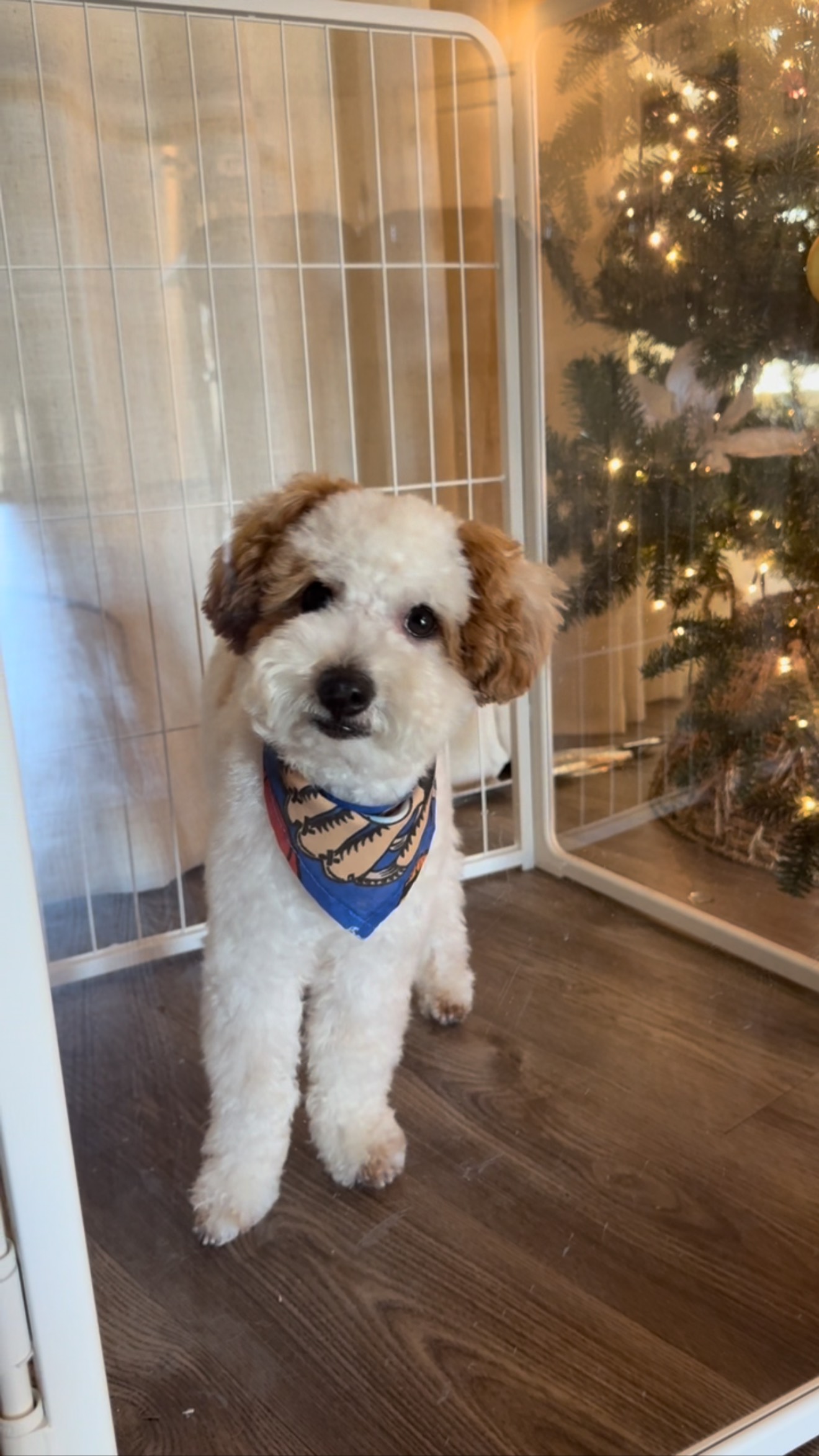 Max si que sabe posar para las fotos 🥹.
Uno de los consentidos de este semana, su mami lo trajo a un día de Spa 💆
Nos encanta tenerlos y ver cómo disfrutan su dia 🤍