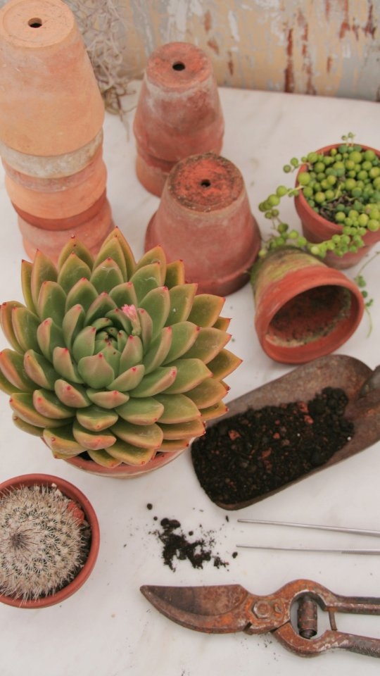 Das Umtopfen von Sukkulenten ist ein wichtiger Schritt, um ihnen frische Nährstoffe und mehr Platz zum Wachsen zu geben. Am besten topfst du sie im Frühjahr um, wenn sie aus ihrer Ruhephase kommen. Achte darauf, alte Erde vorsichtig zu entfernen, faulige Wurzeln abzuschneiden und einen luftigen, gut durchlässigen Boden zu verwenden. Ein Topf mit großem Abflussloch ist ein Muss – Staunässe mögen Sukkulenten gar nicht. Nach dem Umtopfen solltest du ein paar Tage mit dem Gießen warten, damit eventuelle Wunden an den Wurzeln heilen können. So unterstützt du ein gesundes Wachstum und lange Freude an deinen Pflanzen! 🌱✨
#sukkulenten #umtopfen #pflanzenpflege #succulentlove #pflanzenliebe #urbanjungle #succulentsofinstagram #greenliving
#kaktusgaertnerei